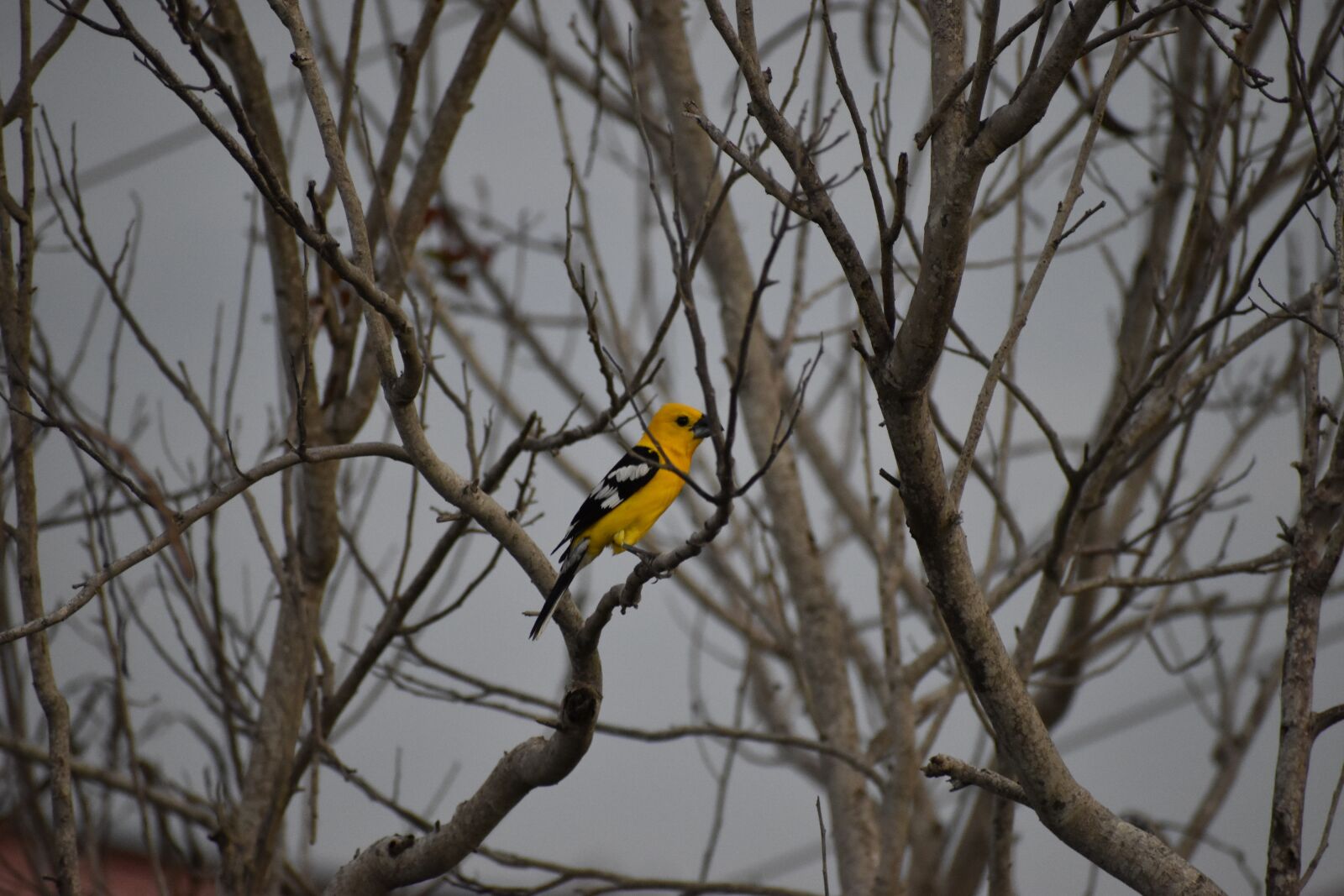 Nikon D5600 sample photo. Birds, trees, bird photography