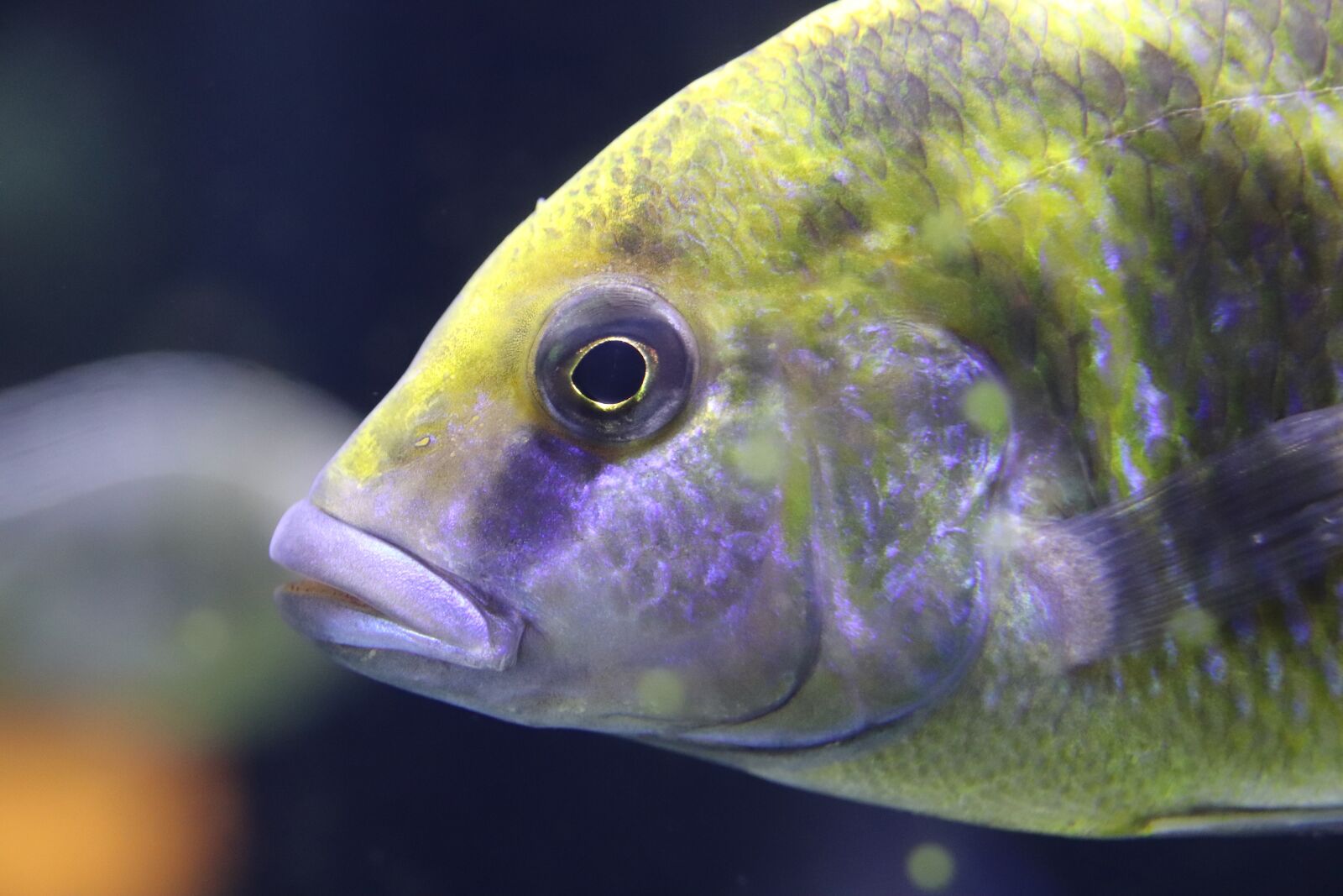Canon EOS 800D (EOS Rebel T7i / EOS Kiss X9i) sample photo. Fish, fish mouth, fish photography