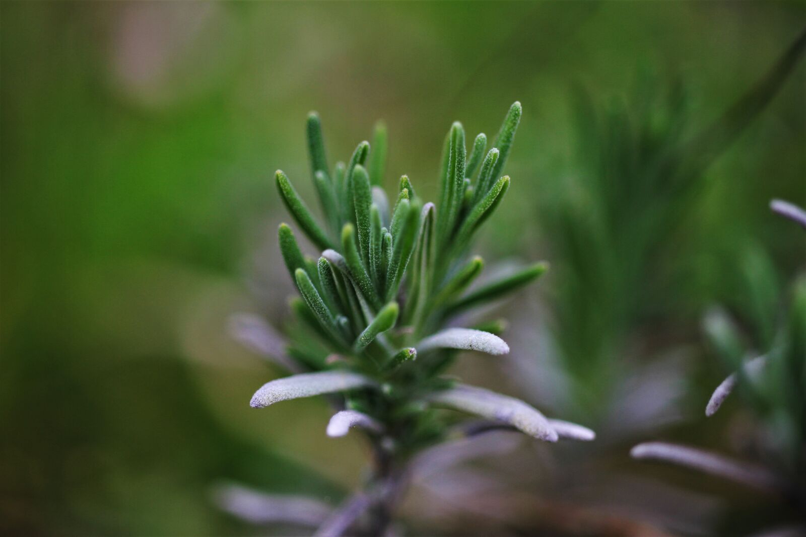 Canon EF-S 35mm F2.8 Macro IS STM sample photo. True lavender, lavender, garden photography