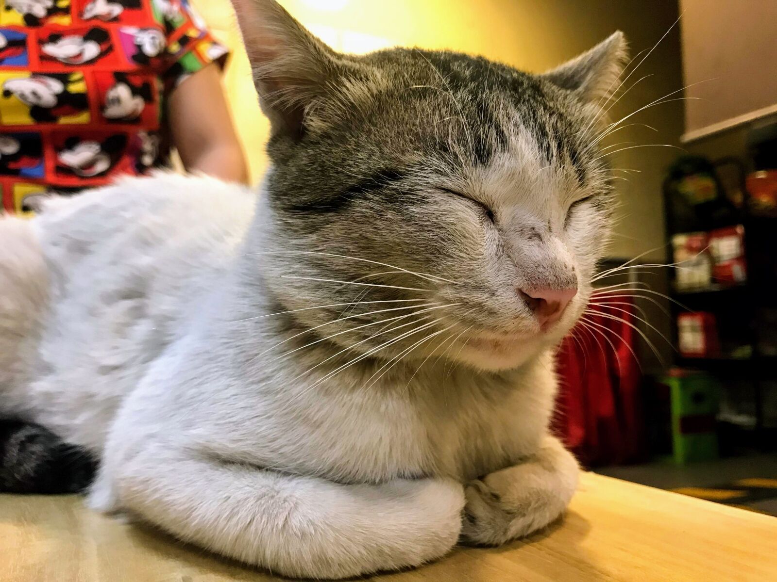 iPhone 7 back camera 3.99mm f/1.8 sample photo. Cat, feline, pet photography