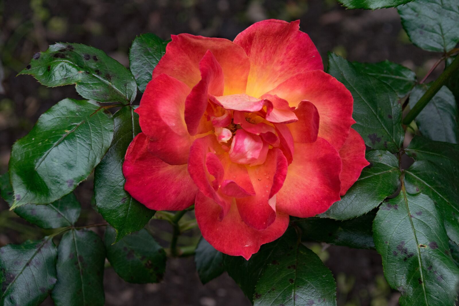 Nikon D5300 sample photo. Rose, breeding, junction photography