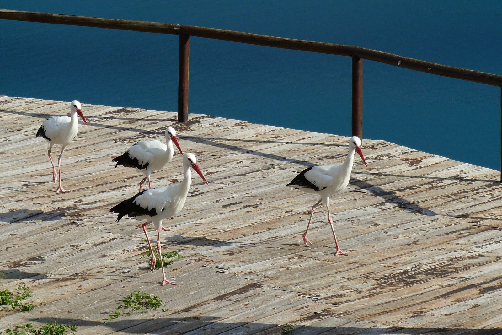 Panasonic Lumix DMC-FZ200 sample photo. Birds, storks, nature photography