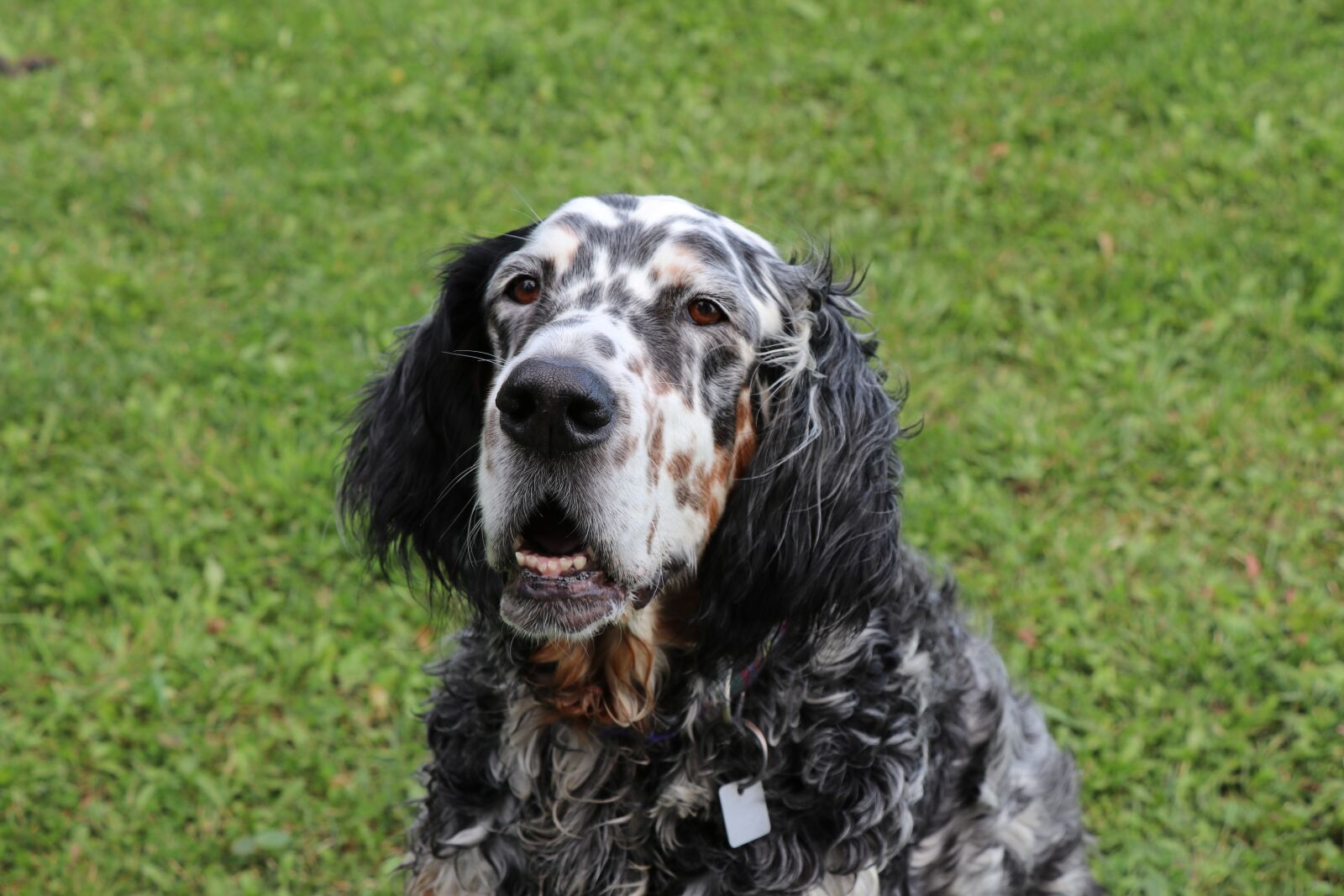 Canon EOS 80D sample photo. English setter, dog, setter photography