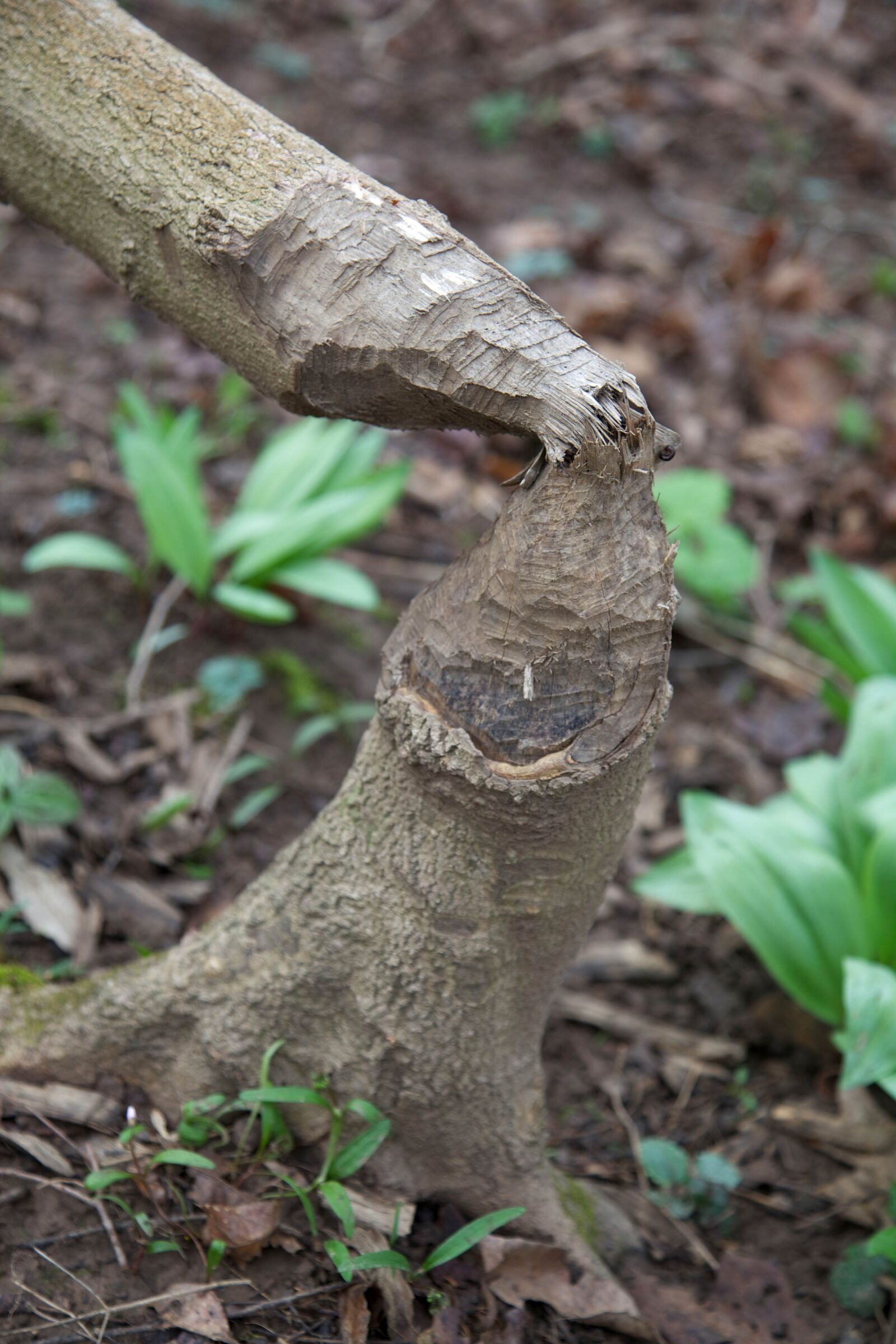 Canon EOS 5D Mark II sample photo. Marks, beaver, chewed, tree photography