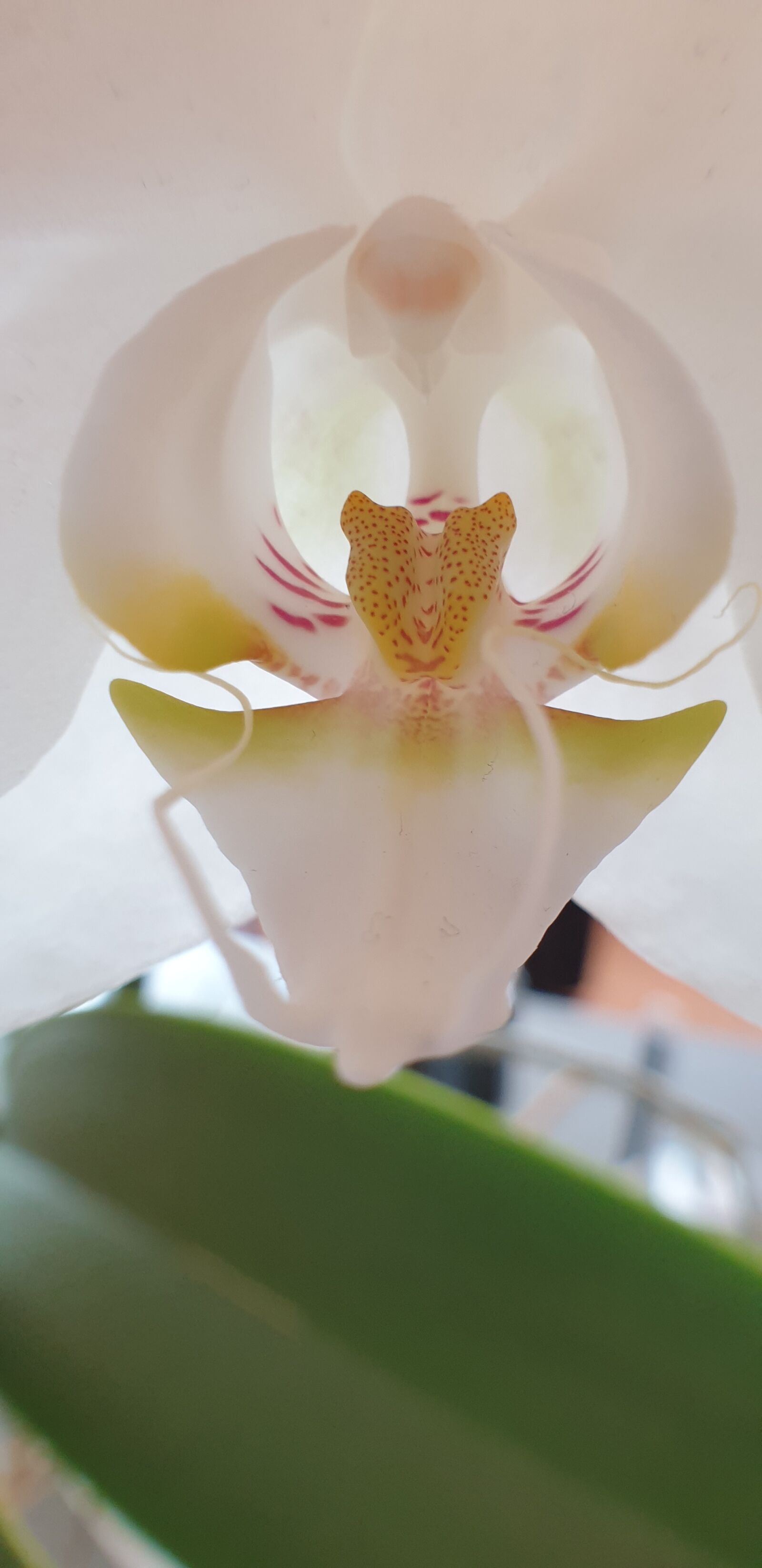Samsung Galaxy S9+ sample photo. Plant, flower, orchid photography