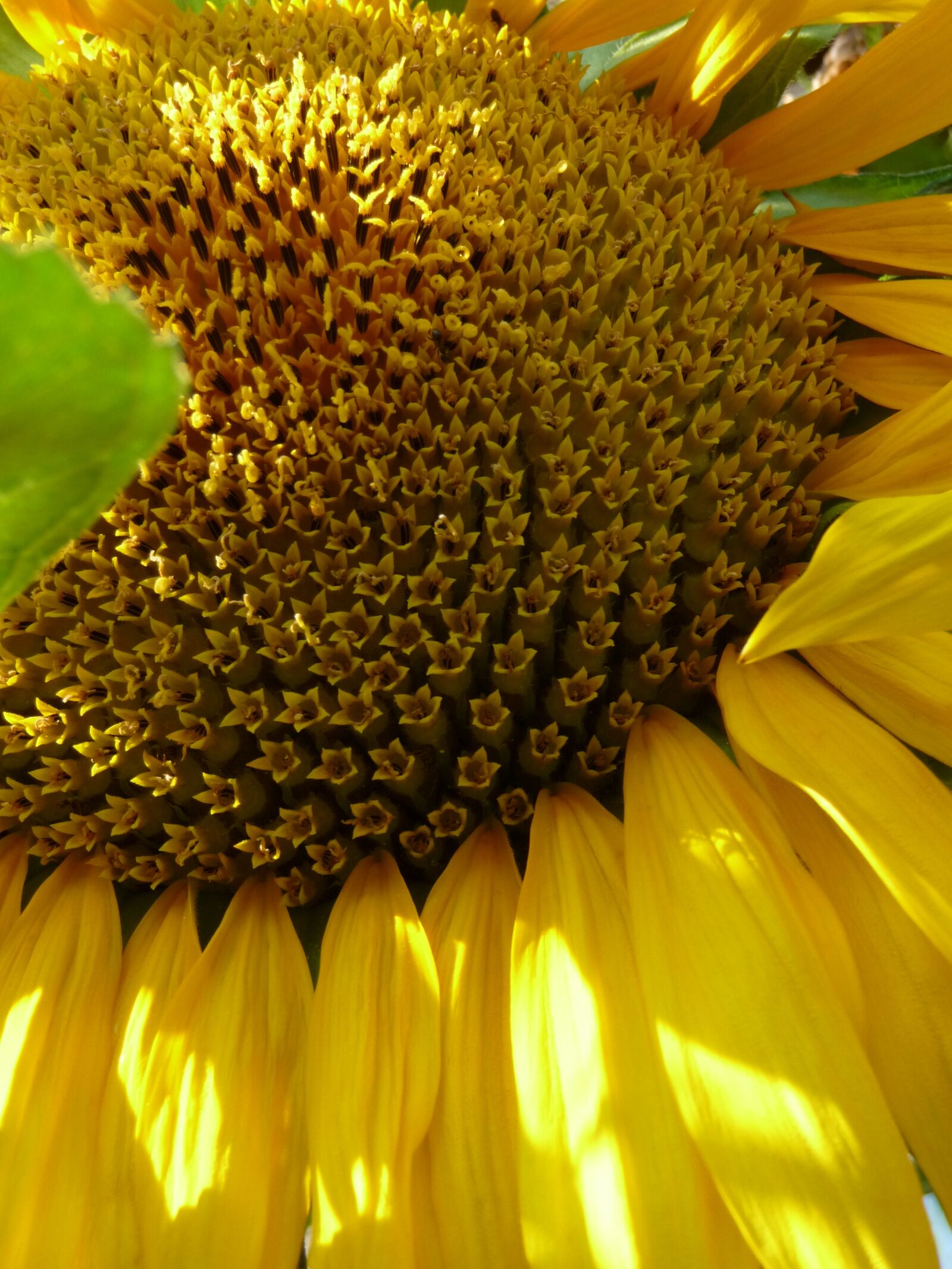 Panasonic Lumix DMC-TZ5 sample photo. Plant, sunflower, nature photography