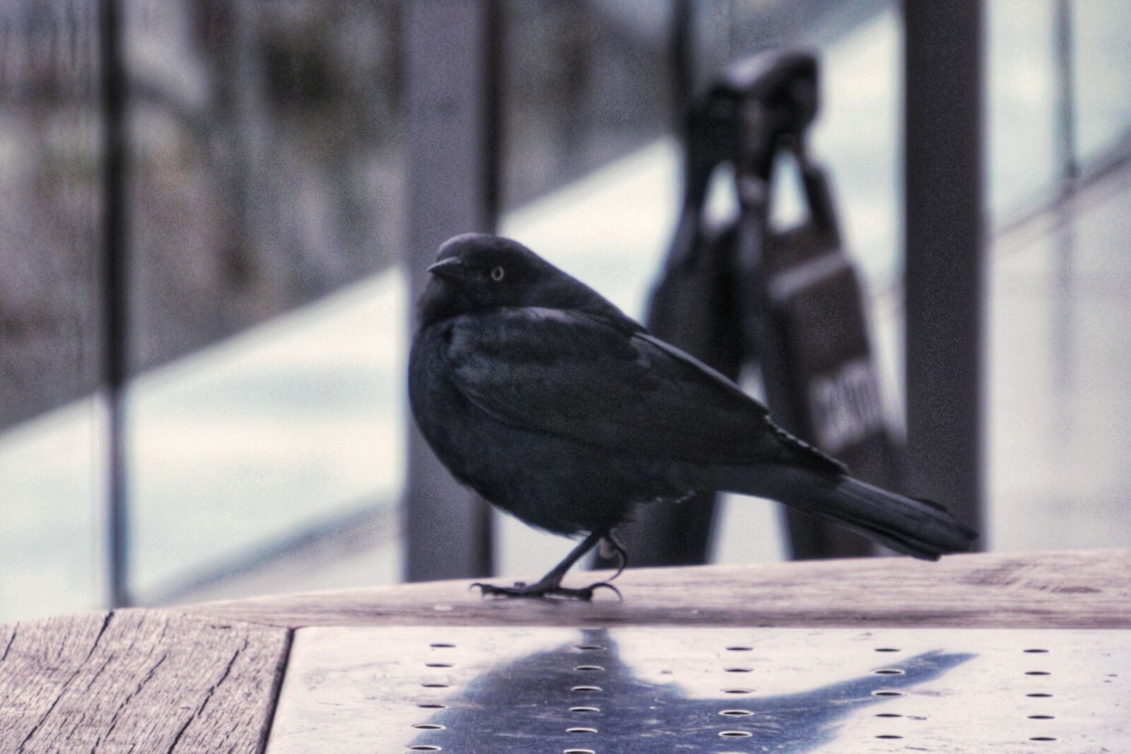 Canon PowerShot SX530 HS sample photo. Bird, outside, pigeon photography