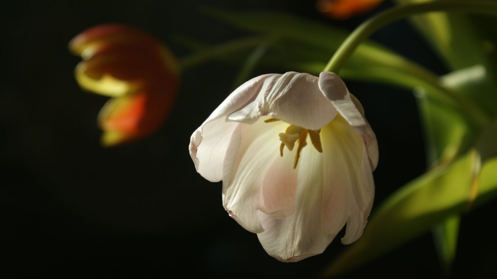 Sony Alpha DSLR-A350 sample photo. Tulips, flowers, white photography