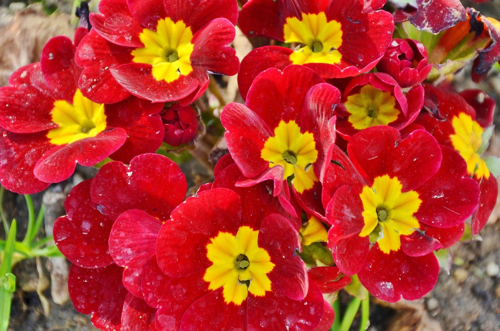 Nikon D7000 sample photo. Flower, natur, floral photography
