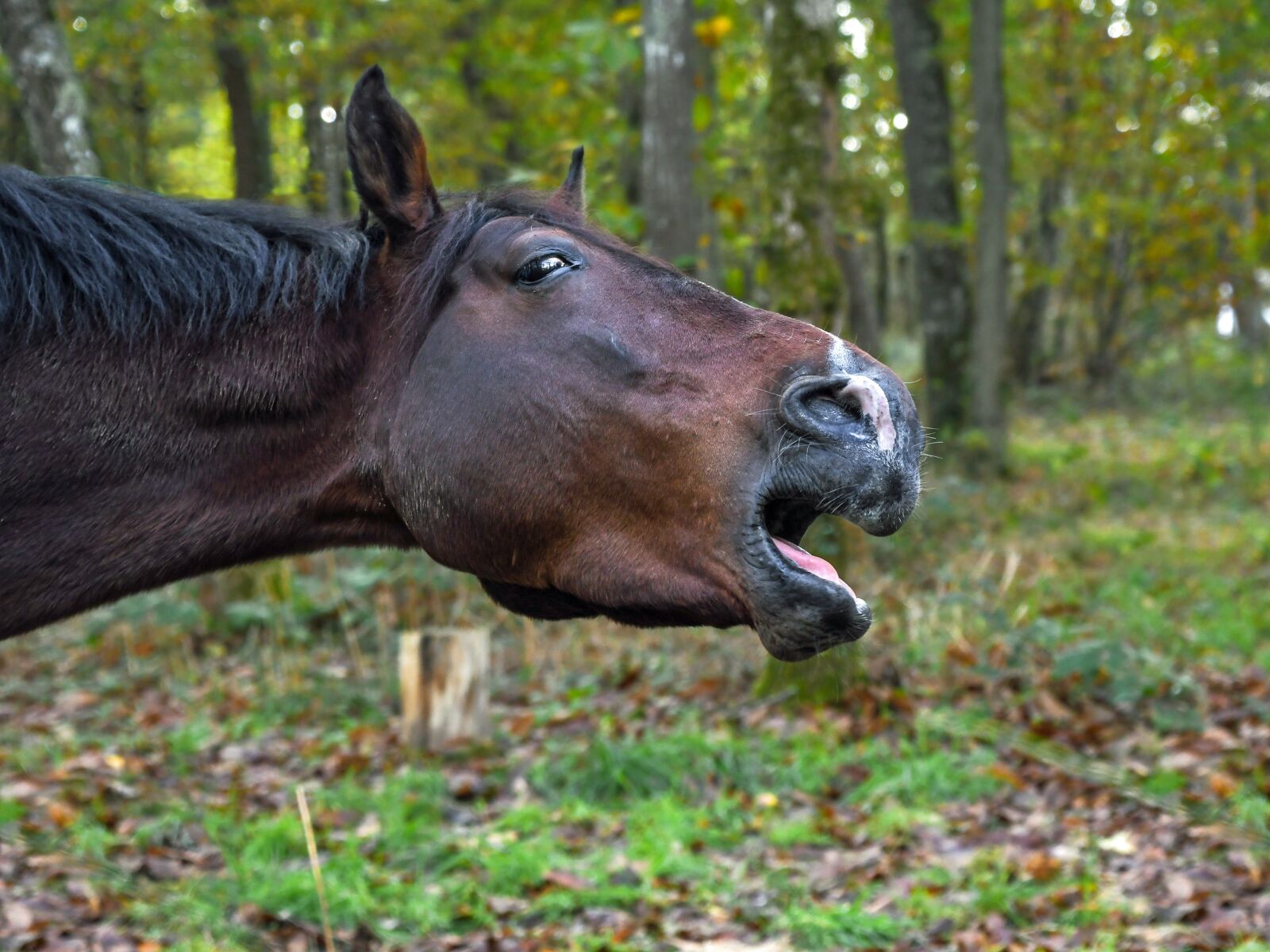 Nikon D500 sample photo. Horse, neigh, forest photography