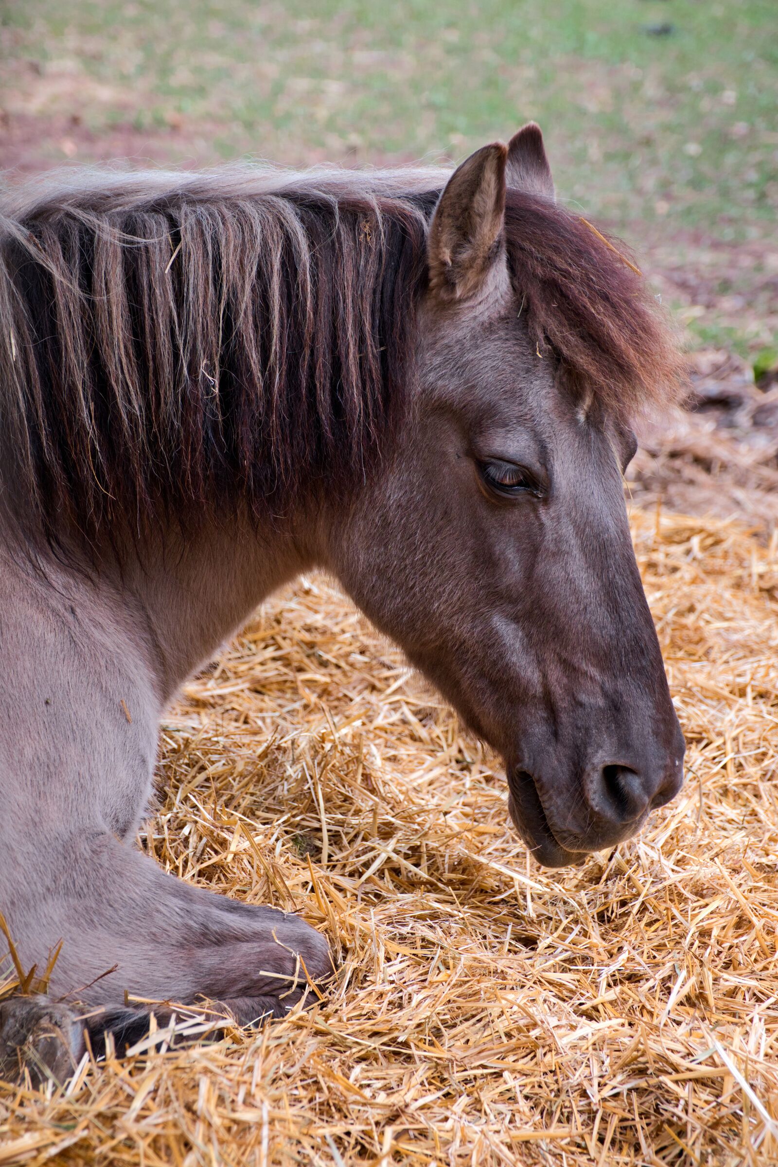 Fujifilm X-H1 sample photo. Horse, nature, animal photography