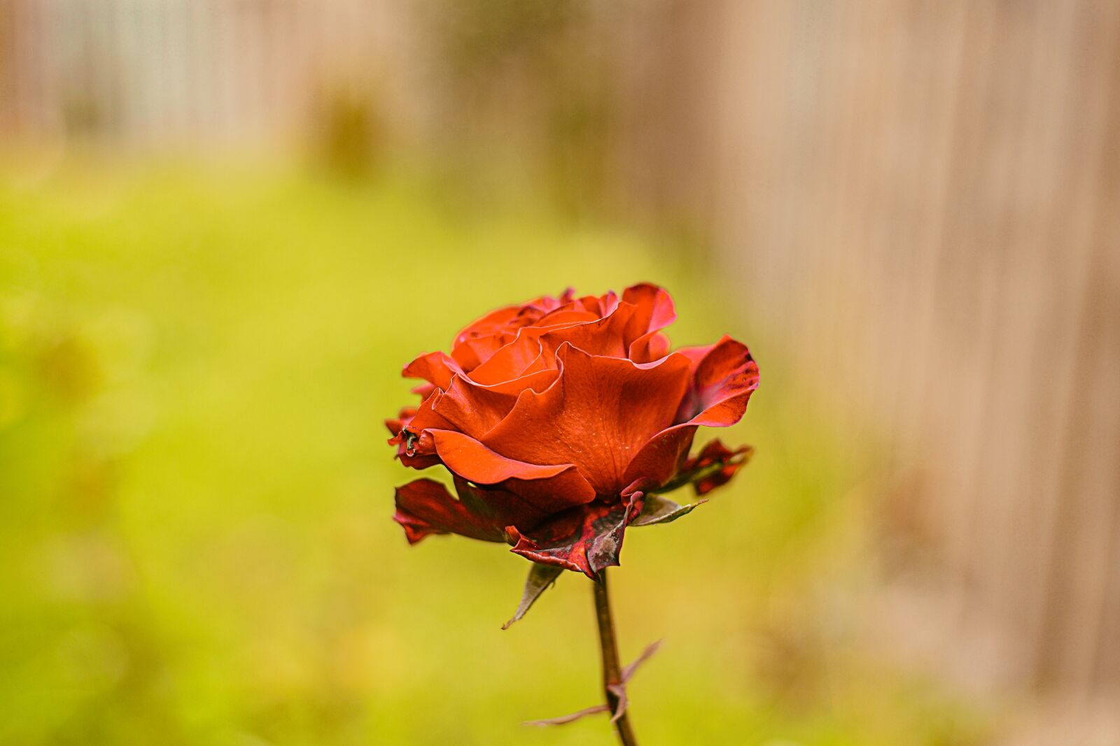 Nikon D600 sample photo. Rosa, flower, nature photography