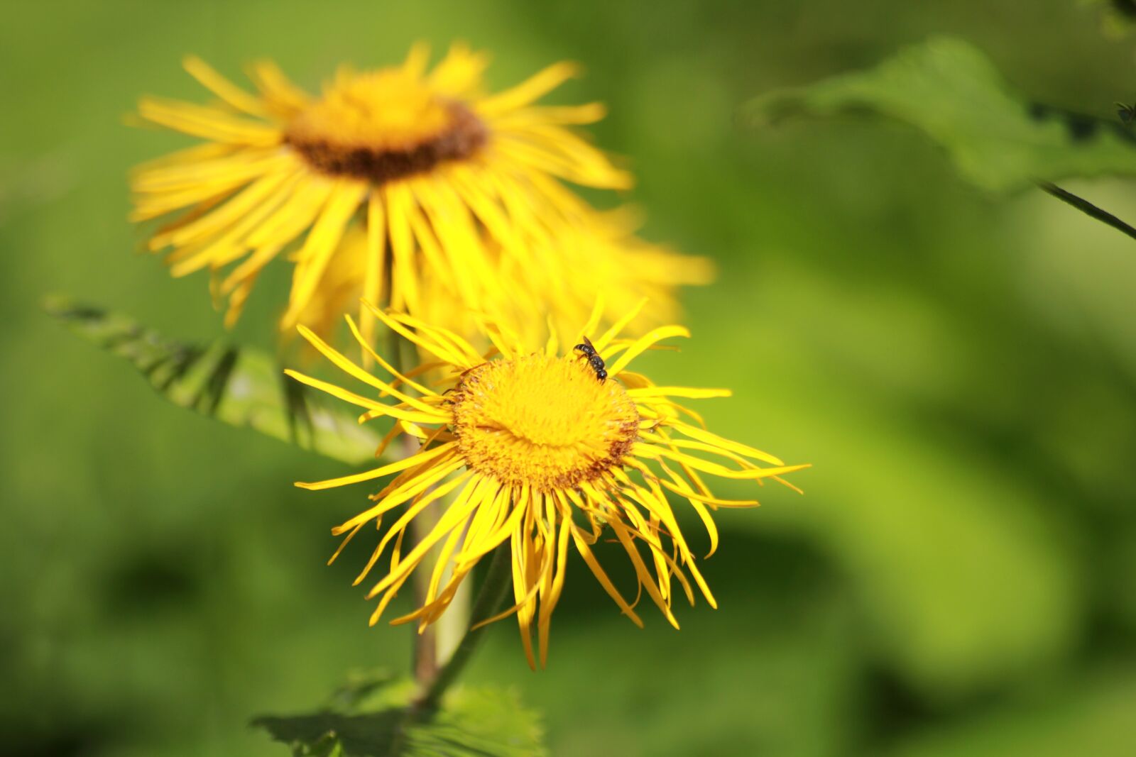 Canon EOS 600D (Rebel EOS T3i / EOS Kiss X5) sample photo. Flowers, elecampane, blossom photography