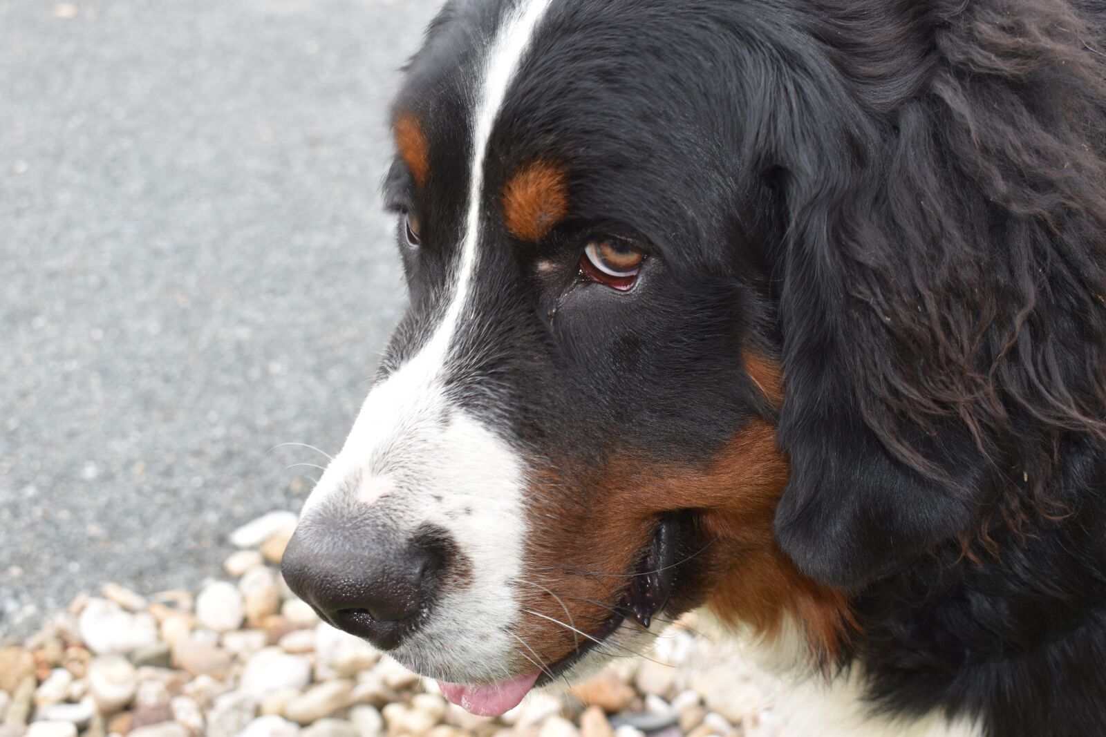 Nikon D5500 sample photo. Dog, adorable, cute photography