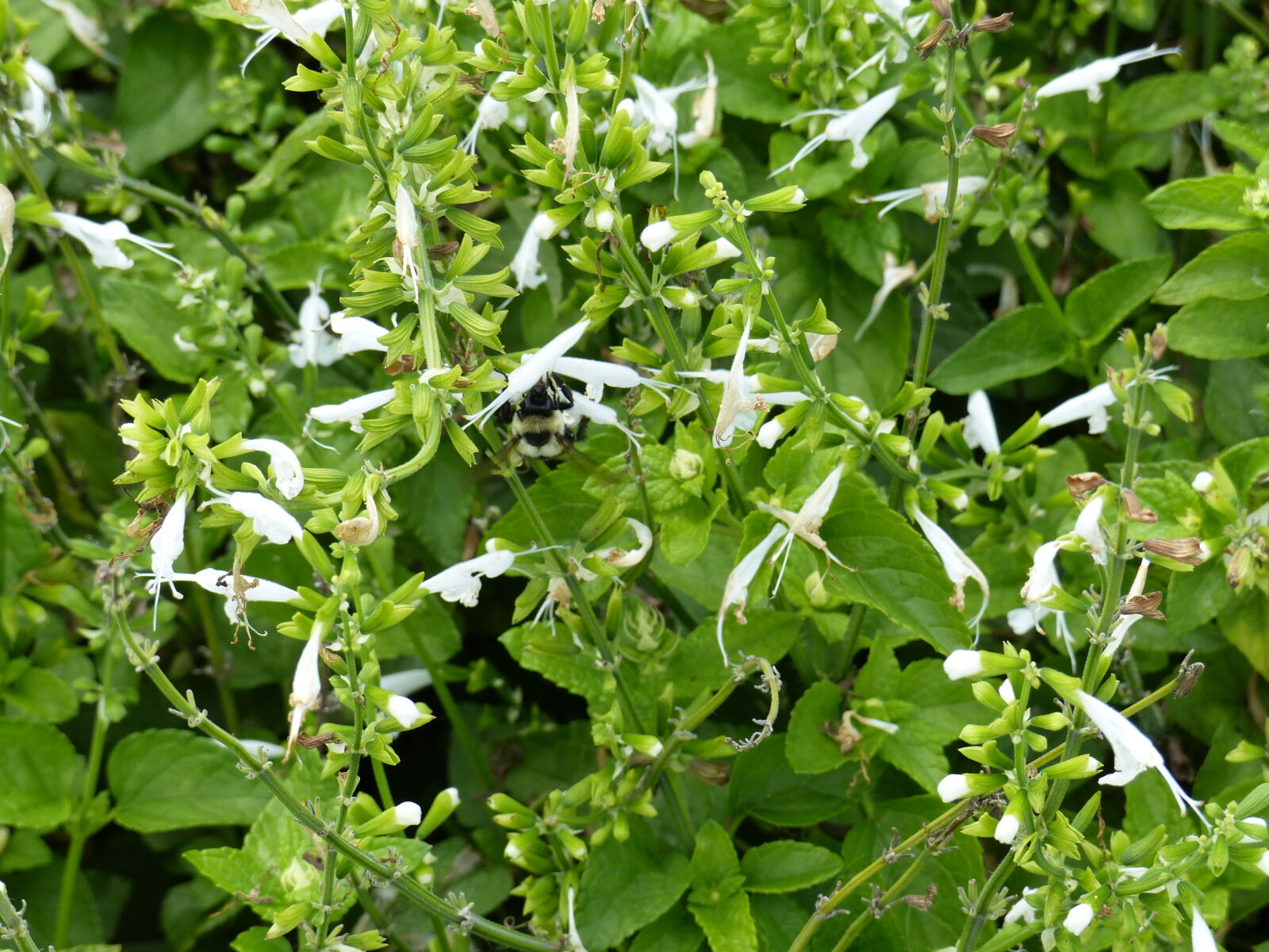 Panasonic Lumix DMC-FZ200 sample photo. Flower, garden, green, leaves photography