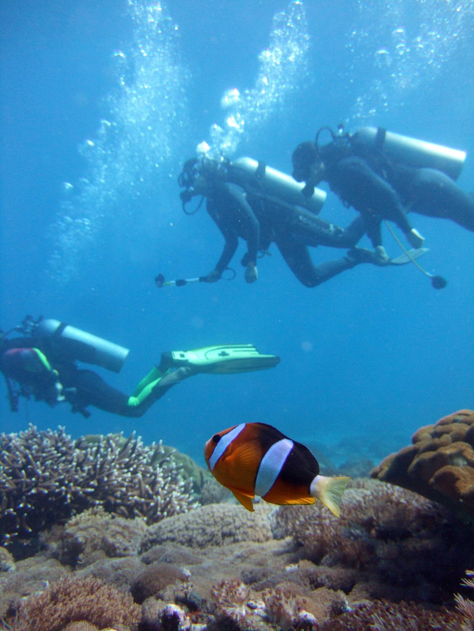 Fujifilm FinePix F40fd sample photo. Diver, clown fish, diving photography
