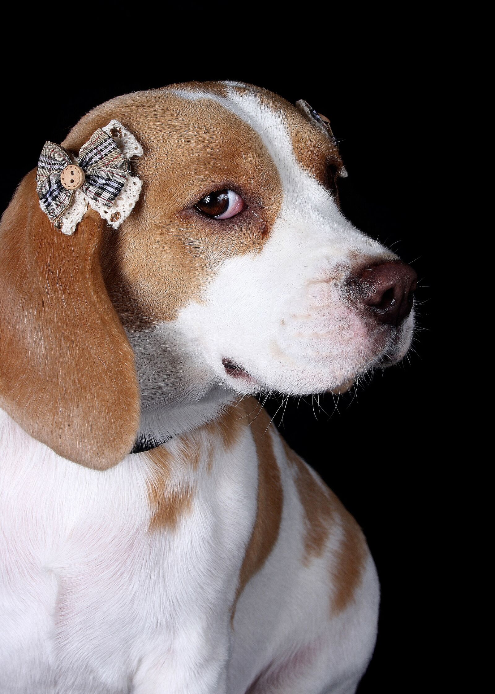 Canon EOS 40D sample photo. Pet, bigle, looking photography