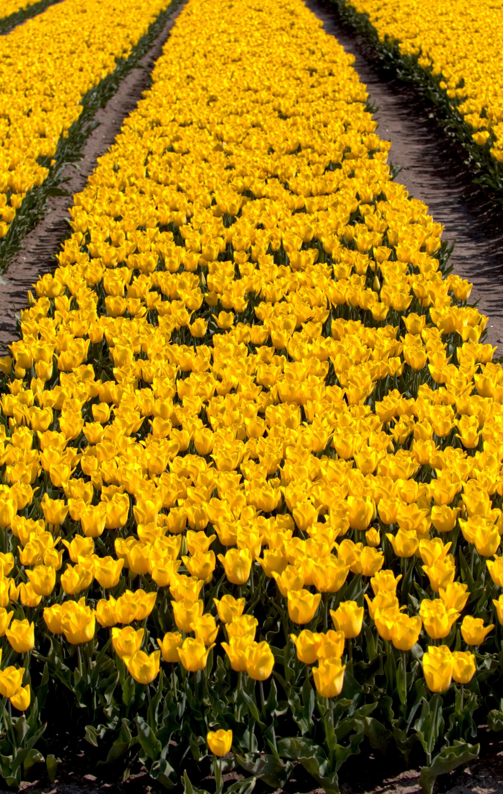Canon EOS 6D + Canon EF 24-105mm F4L IS USM sample photo. Bulb fields, tulips, bulb photography