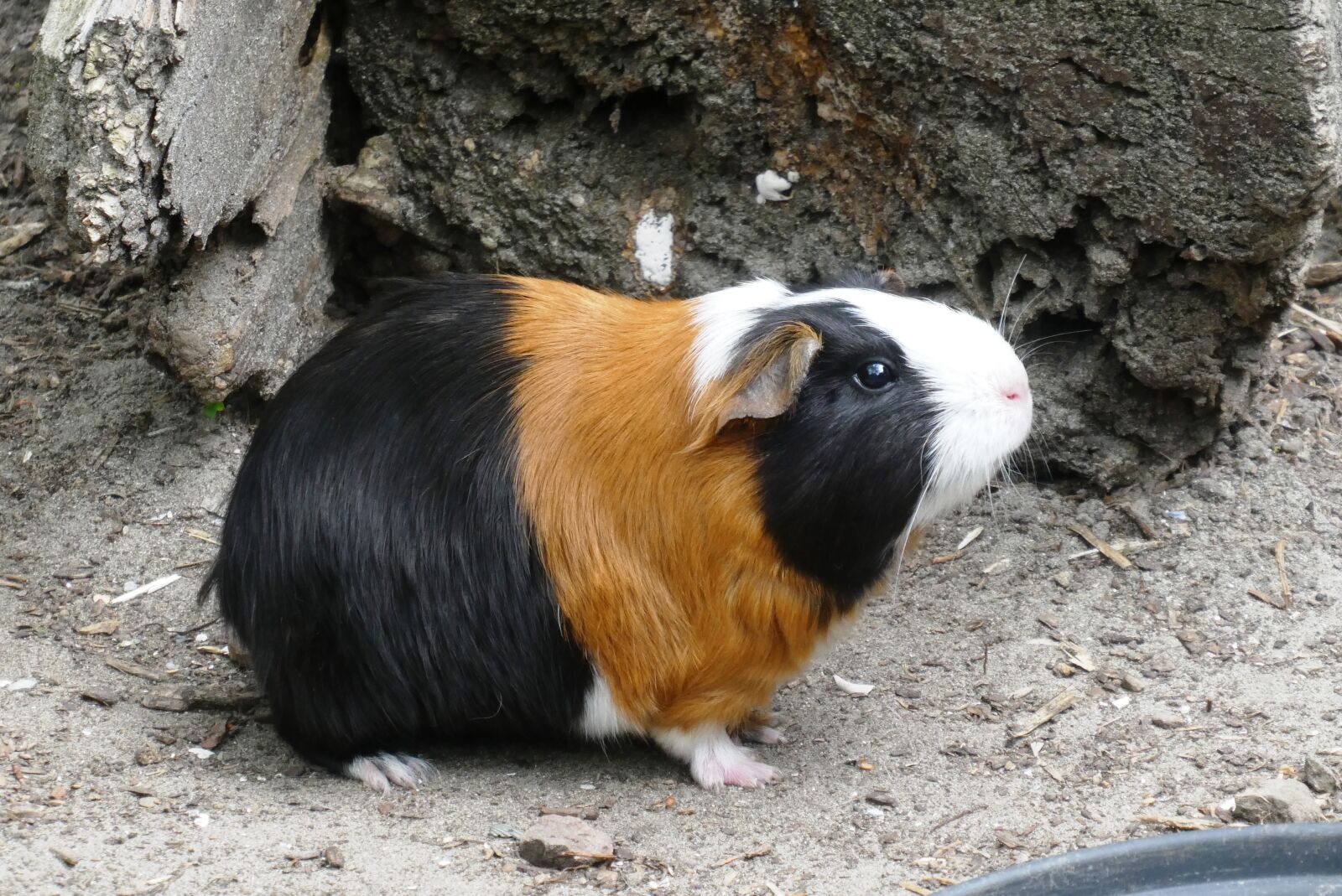 Panasonic Lumix DC-ZS70 (Lumix DC-TZ90) sample photo. Guinea pig, coat, head photography