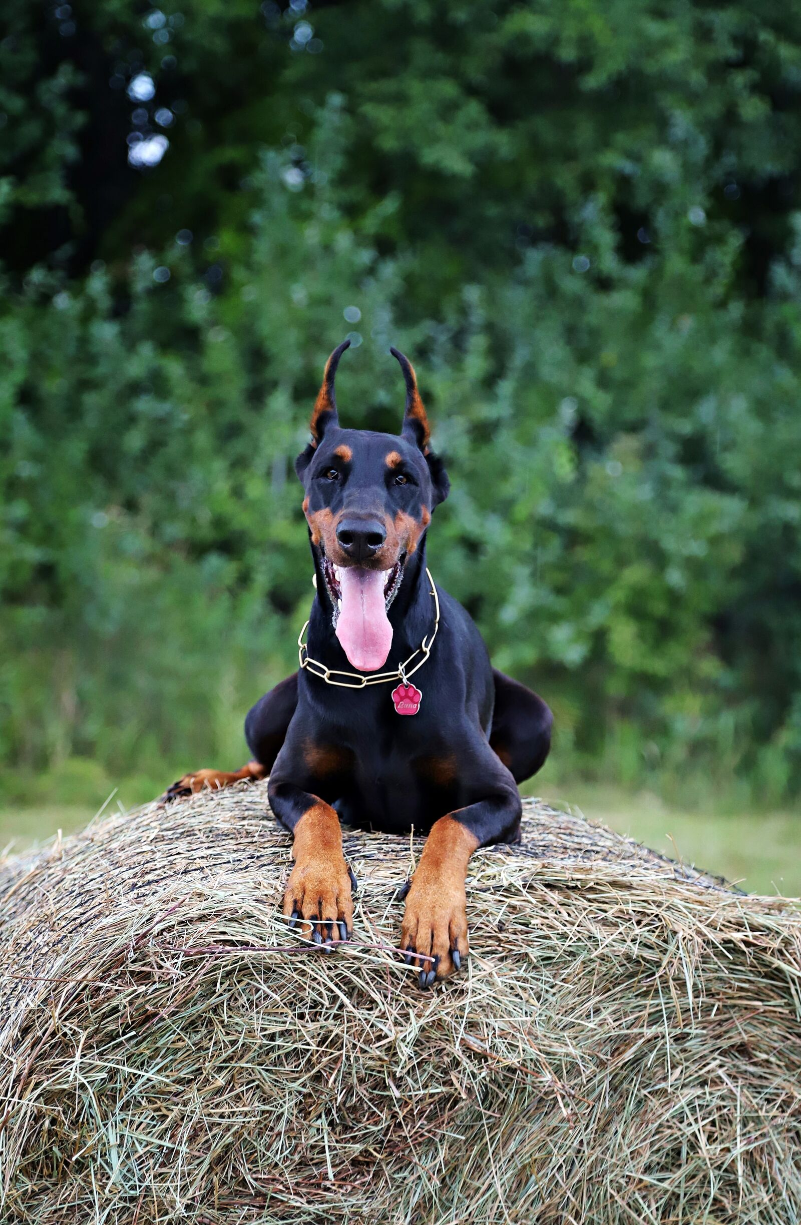 Canon EOS 6D Mark II sample photo. Doberman, dog, haystack photography