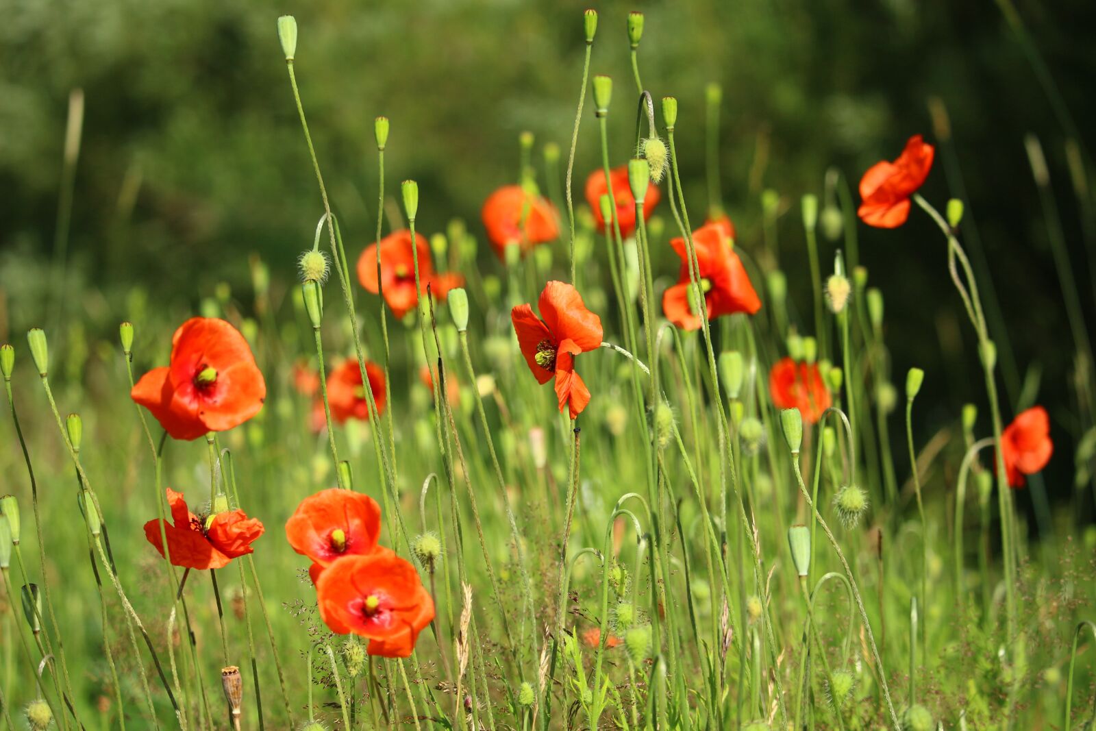Canon EOS 100D (EOS Rebel SL1 / EOS Kiss X7) sample photo. Flower, poppy, klatschmohn photography