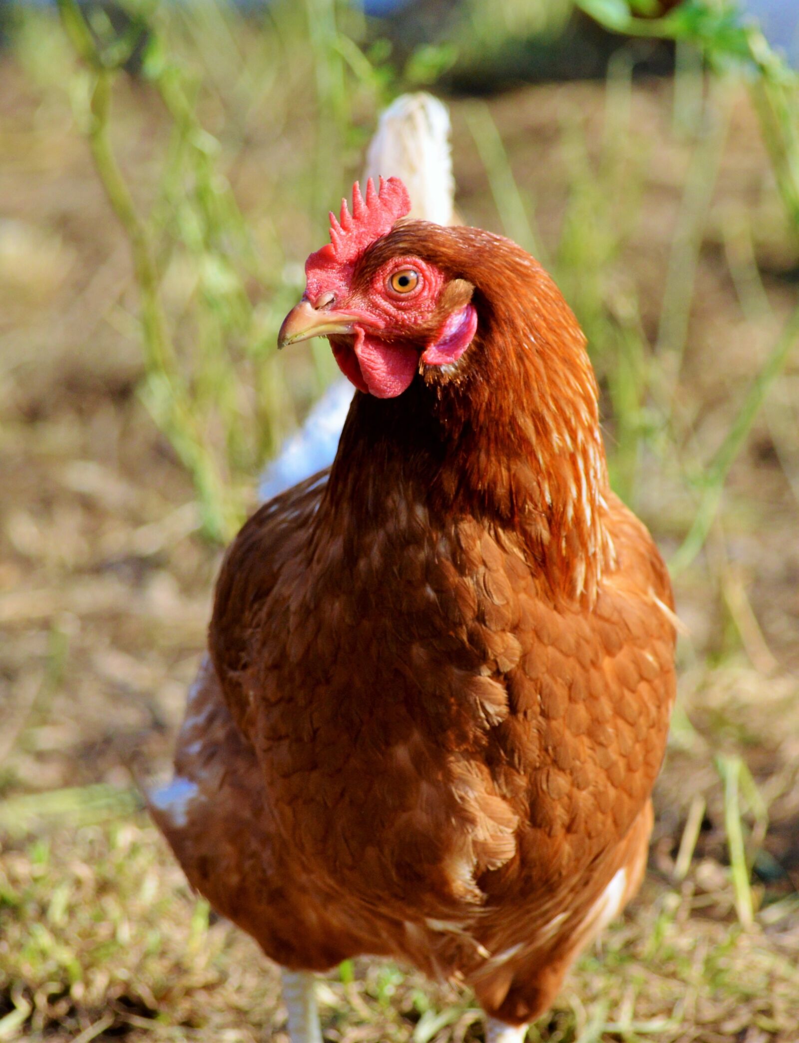 Nikon D3200 sample photo. Chicken, hen, poultry photography