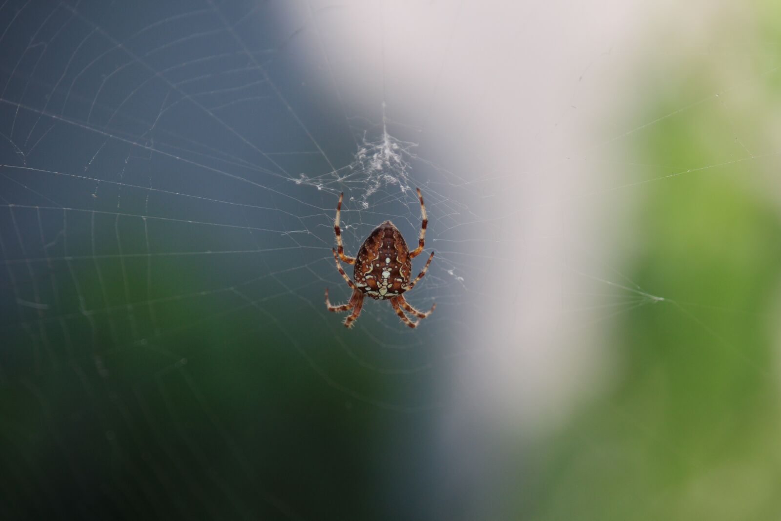 Canon EOS 100D (EOS Rebel SL1 / EOS Kiss X7) + Canon EF-S 55-250mm F4-5.6 IS STM sample photo. Spider, cobweb, spider legs photography