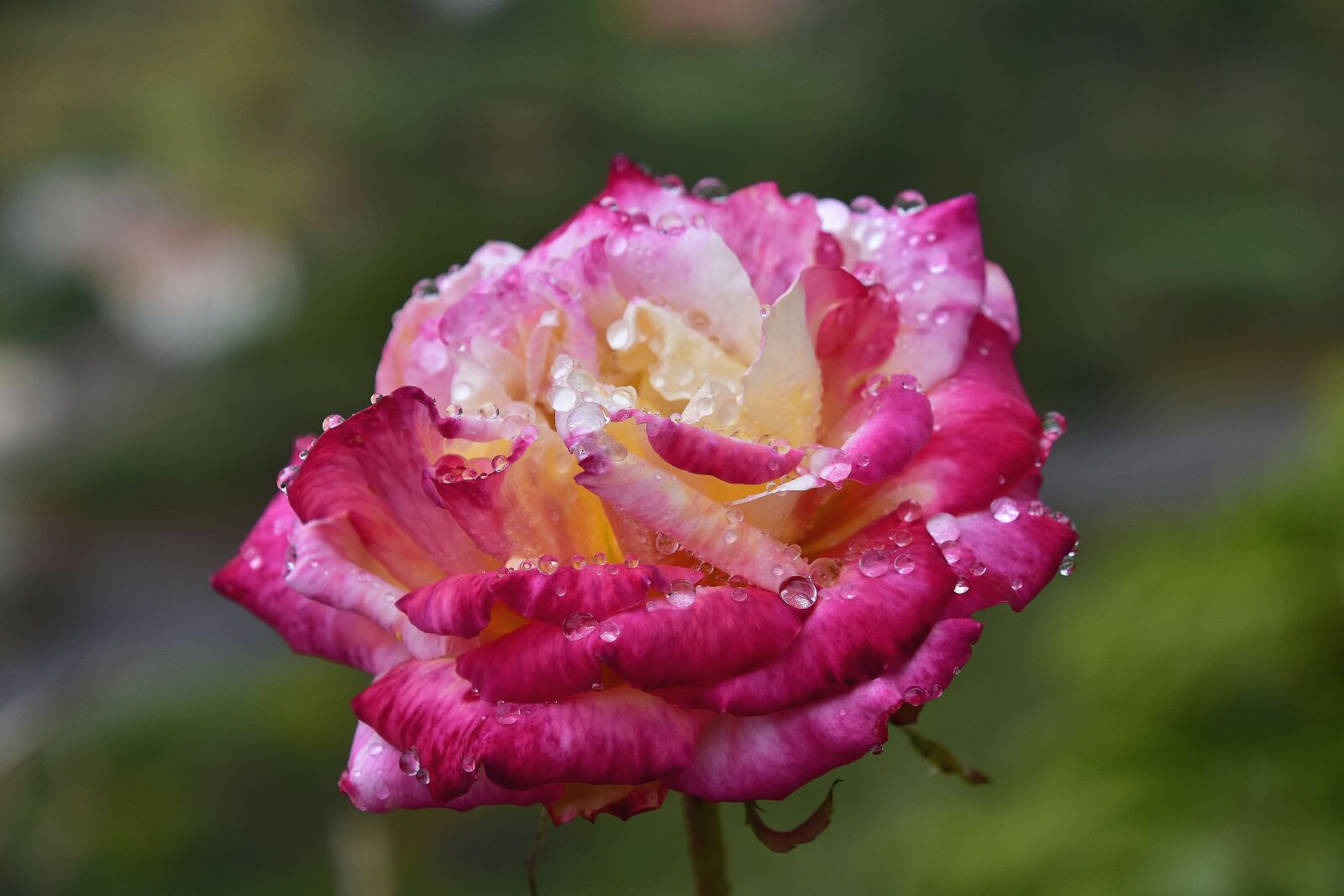 Nikon D7200 sample photo. Flower, nature, spring photography