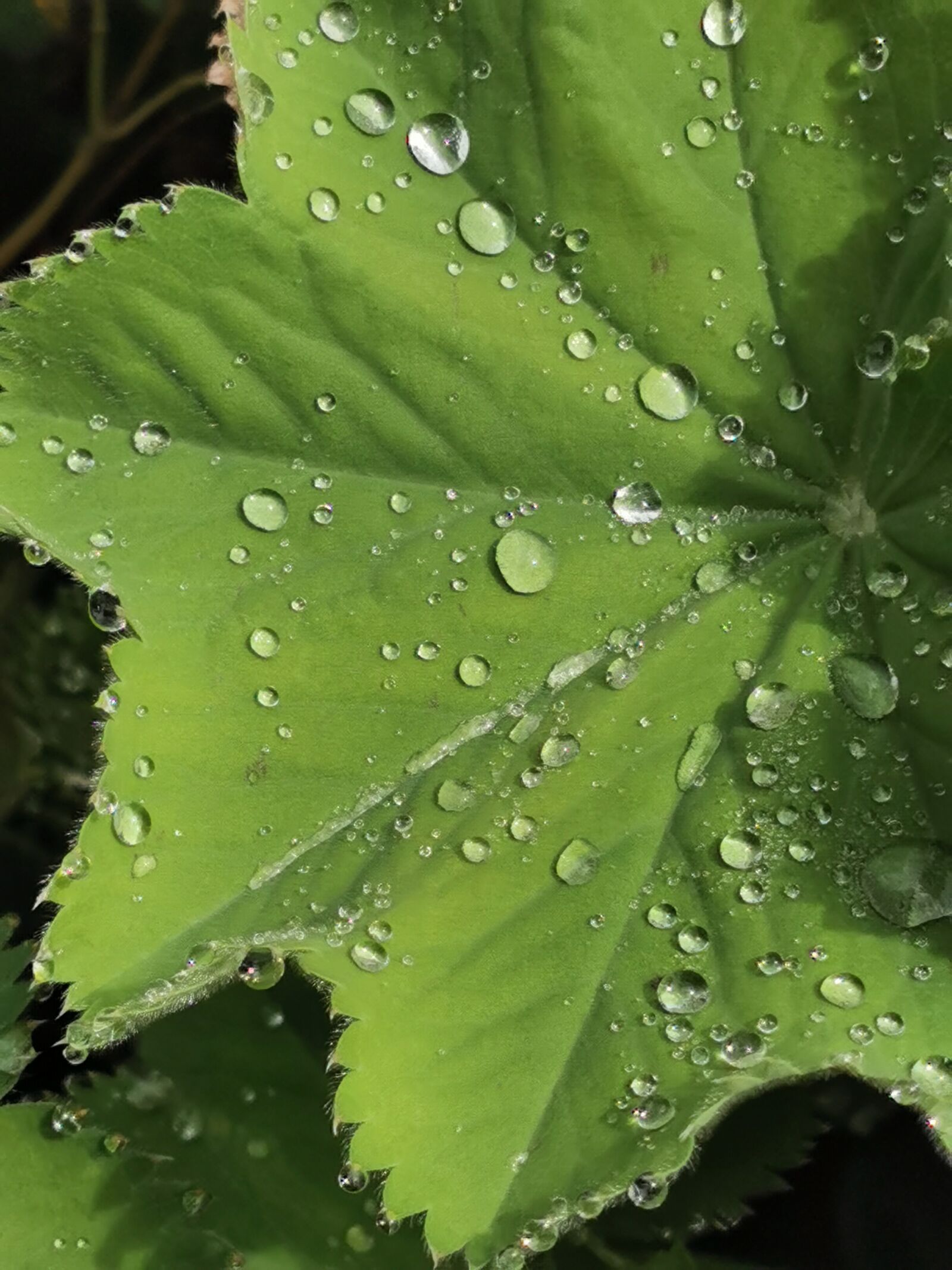 HUAWEI VOG-L29 sample photo. Leaf, raindrop, dew photography