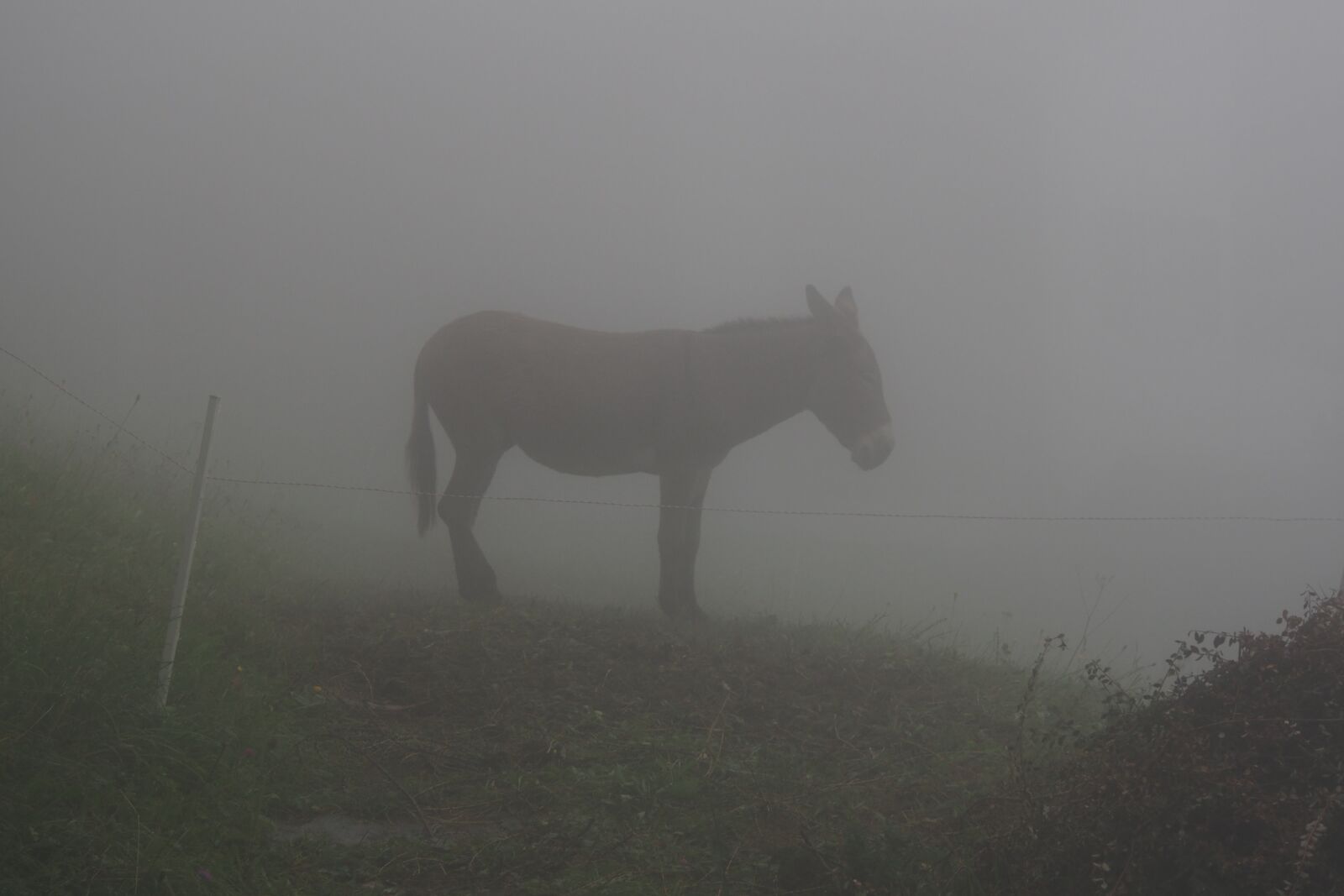 Olympus OM-D E-M5 sample photo. Donkey, fog, mist photography