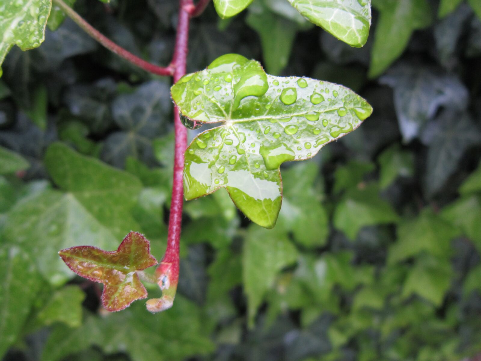 Canon PowerShot A3200 IS sample photo. Ivy, rain, drop of photography