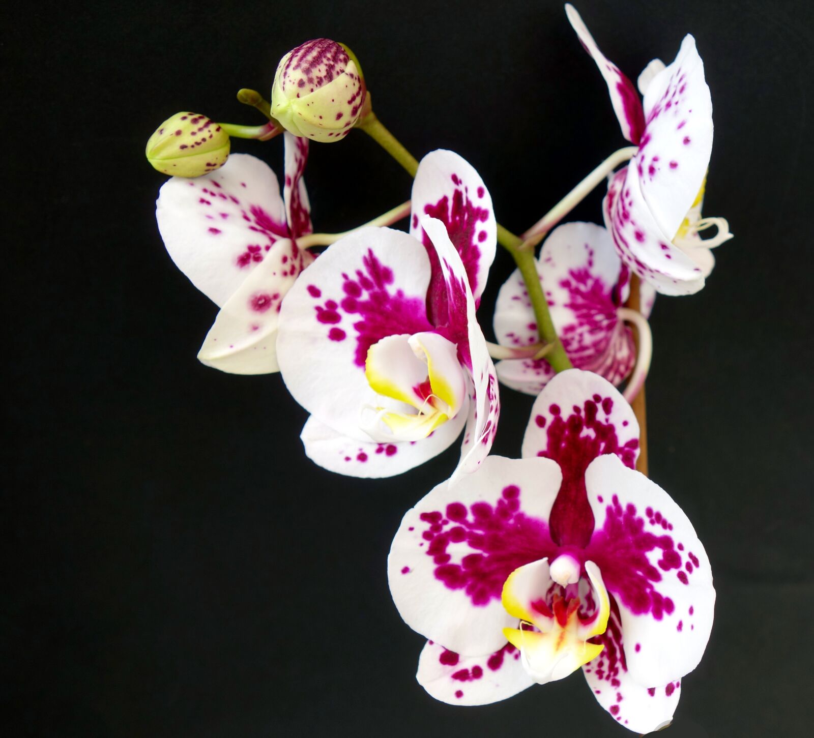 Sony Cyber-shot DSC-RX100 sample photo. Orchid, flower, blossom photography