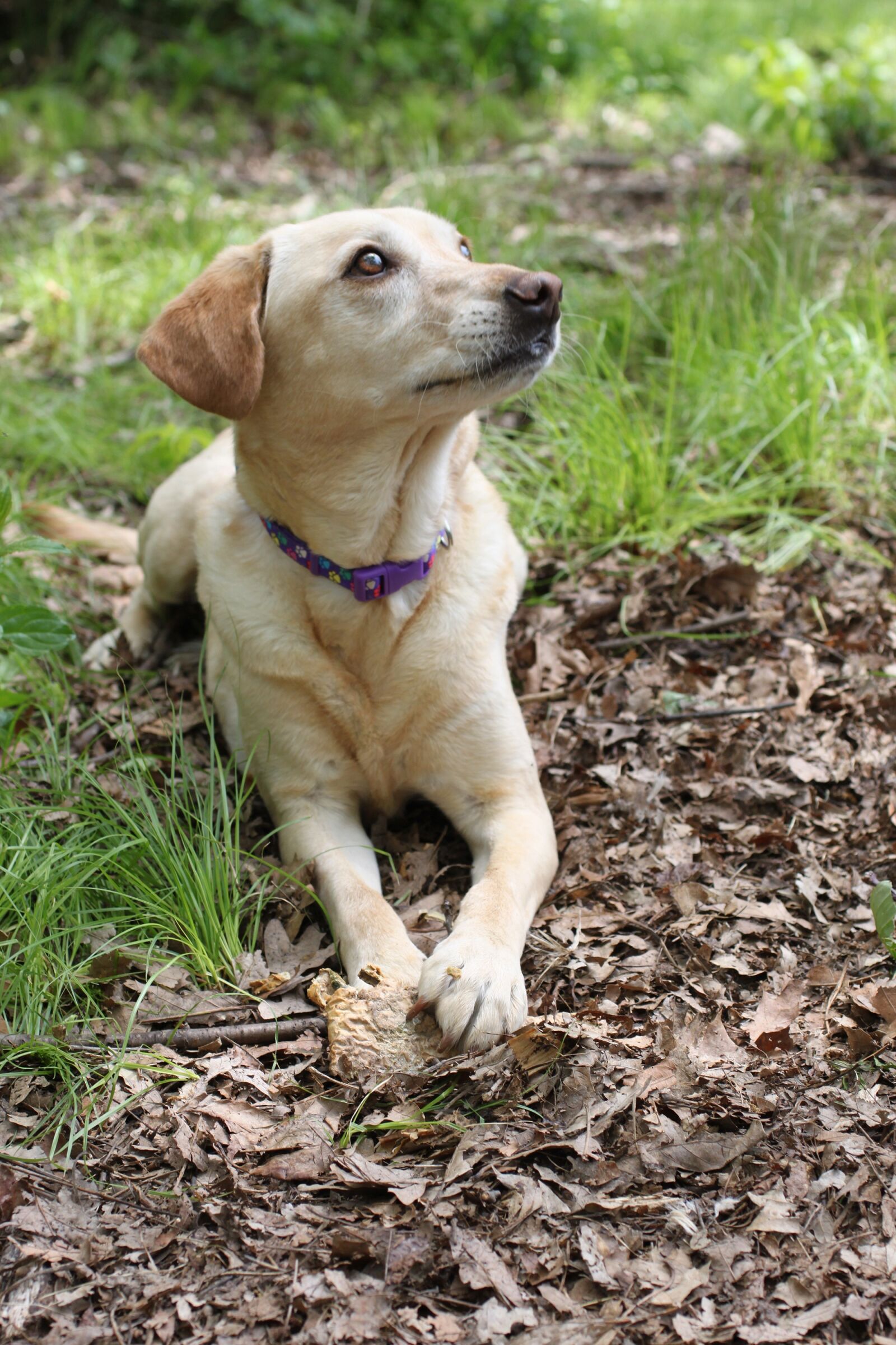Canon EOS 500D (EOS Rebel T1i / EOS Kiss X3) sample photo. Dog, pet, rescue photography