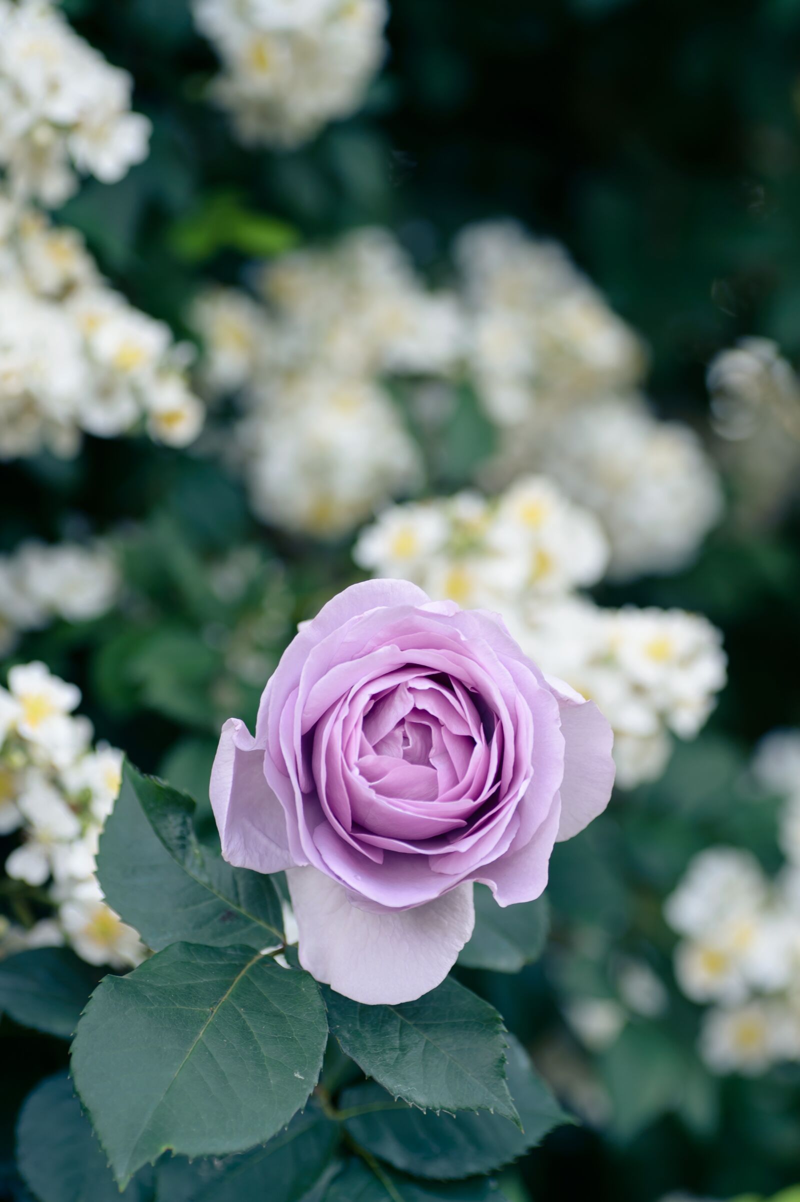 Nikon Df sample photo. Natural, plant, rose photography