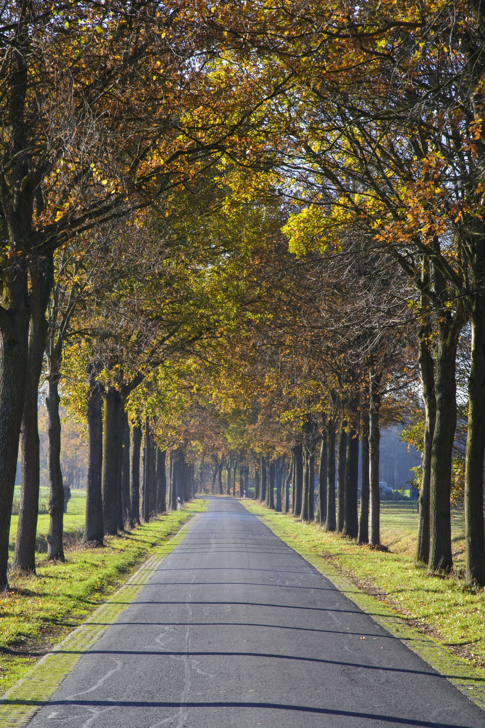 Nikon D7100 sample photo. Avenue, trees, road photography