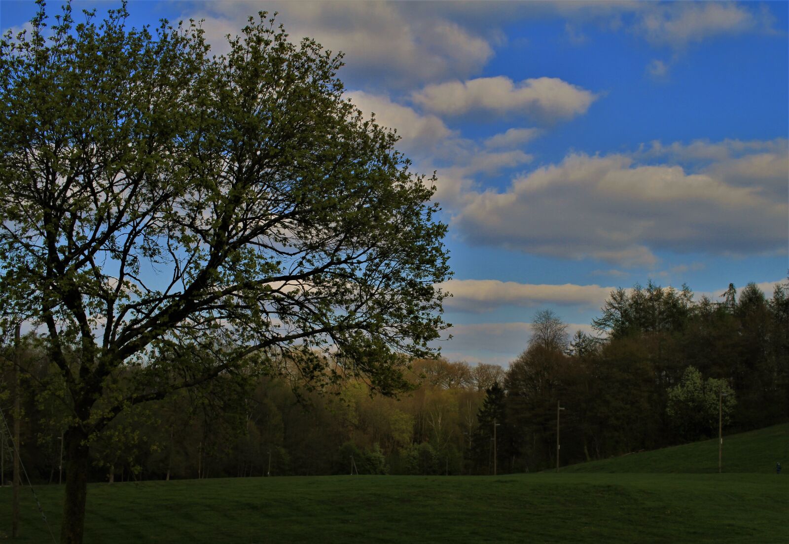 Canon EOS 7D sample photo. Tree, sky, clouds photography