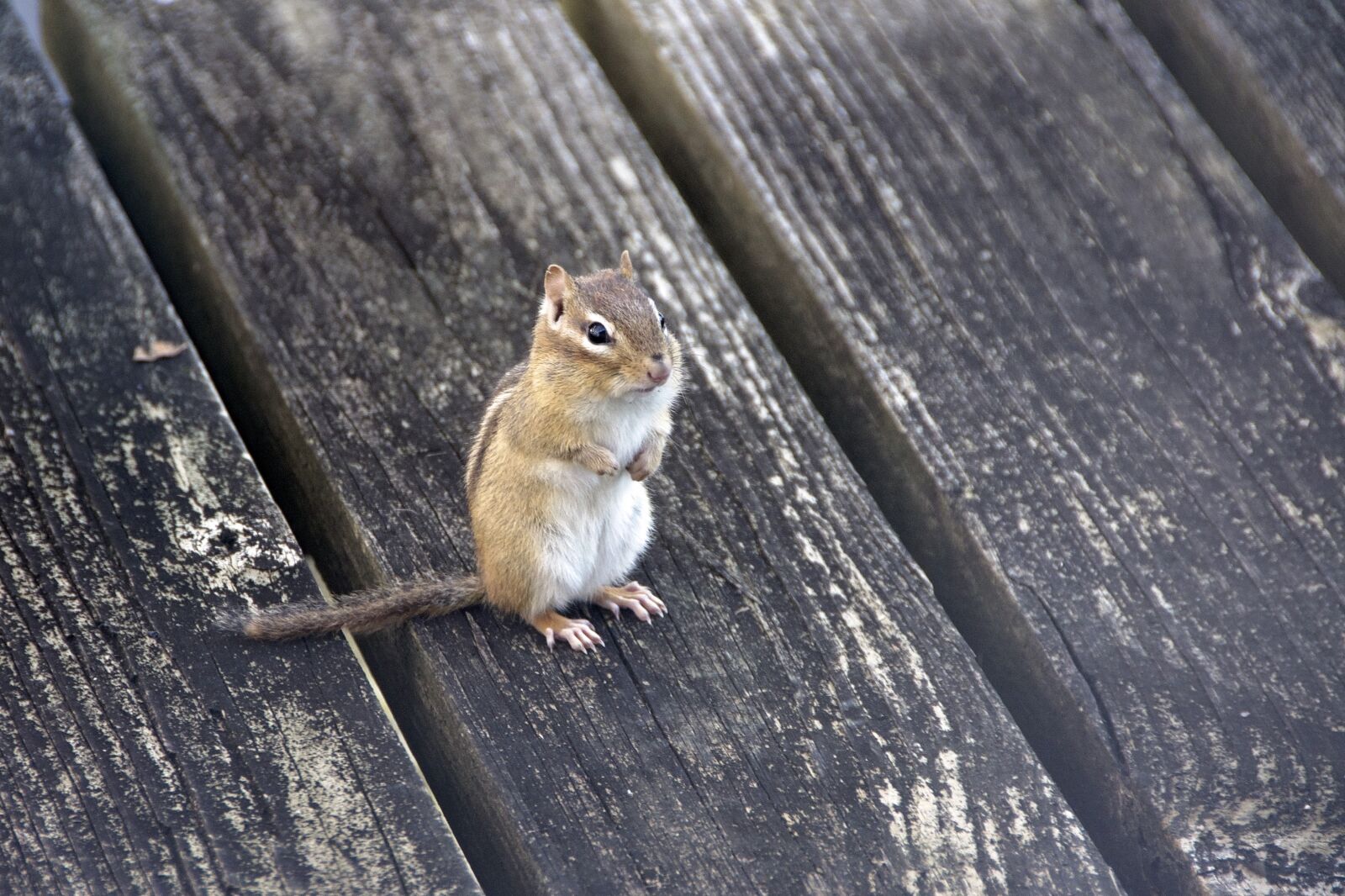 Nikon D7200 sample photo. Chipmunk, animal, nature photography