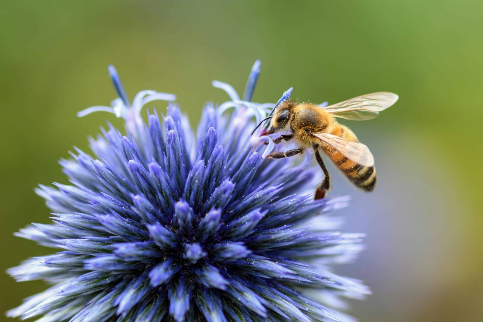 Nikon D500 sample photo. Insect, pollen, bee, pollination photography