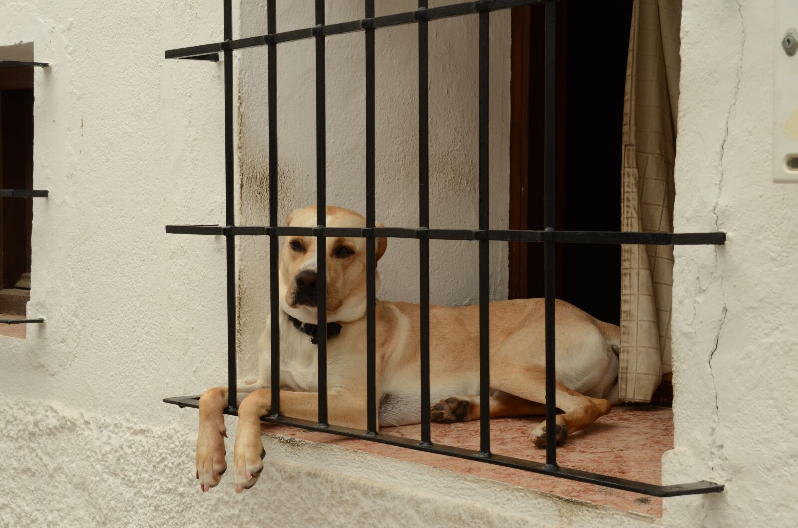 Nikon D7000 sample photo. Dog, pet, window photography
