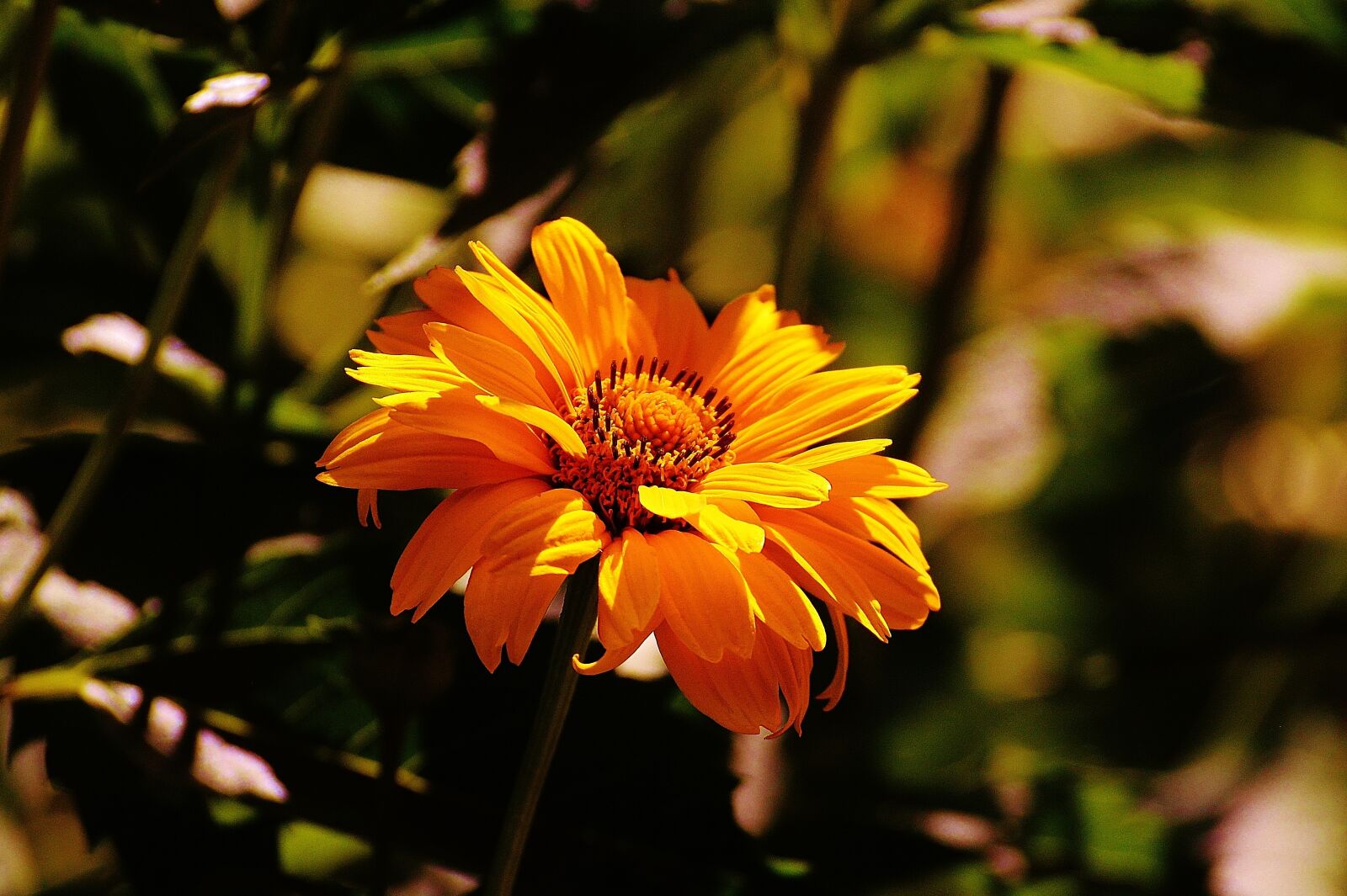 Nikon D3200 sample photo. Flower, yellow, blossom photography