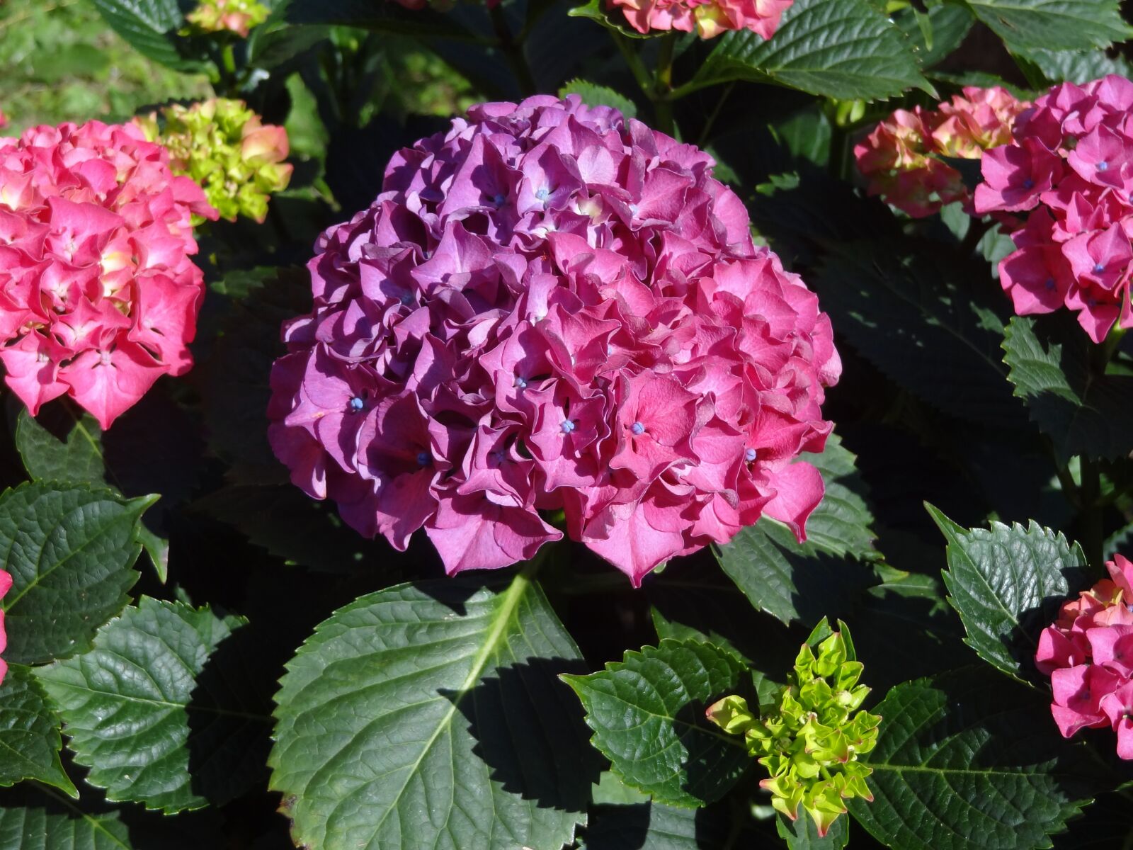 Sony Cyber-shot DSC-HX9V sample photo. Hydrangea, summer, garden photography