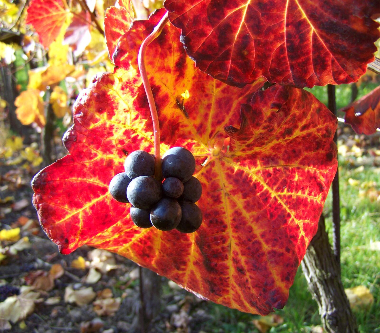 Kodak EASYSHARE ZD710 ZOOM DIGITAL CAMERA sample photo. Autumn, ripe grape, colorful photography