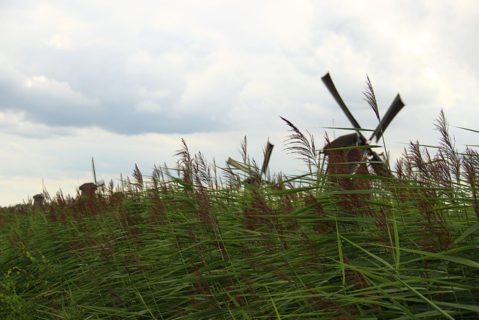 Canon EF-S 18-135mm F3.5-5.6 IS sample photo. Mill, kinderdijk, grass photography