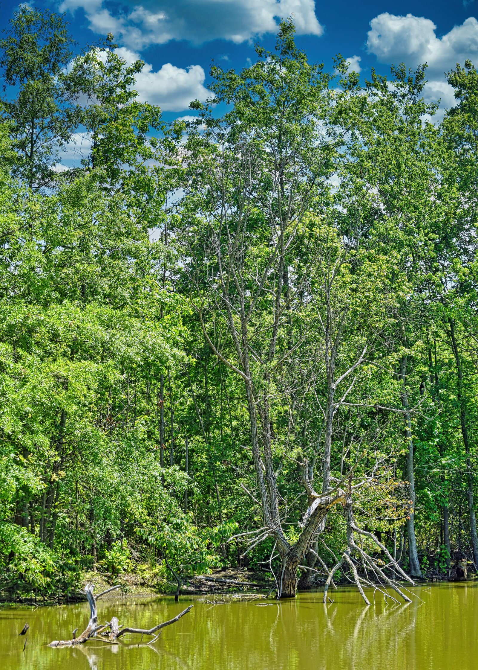 Nikon D3300 sample photo. Wetland, marsh, trees photography