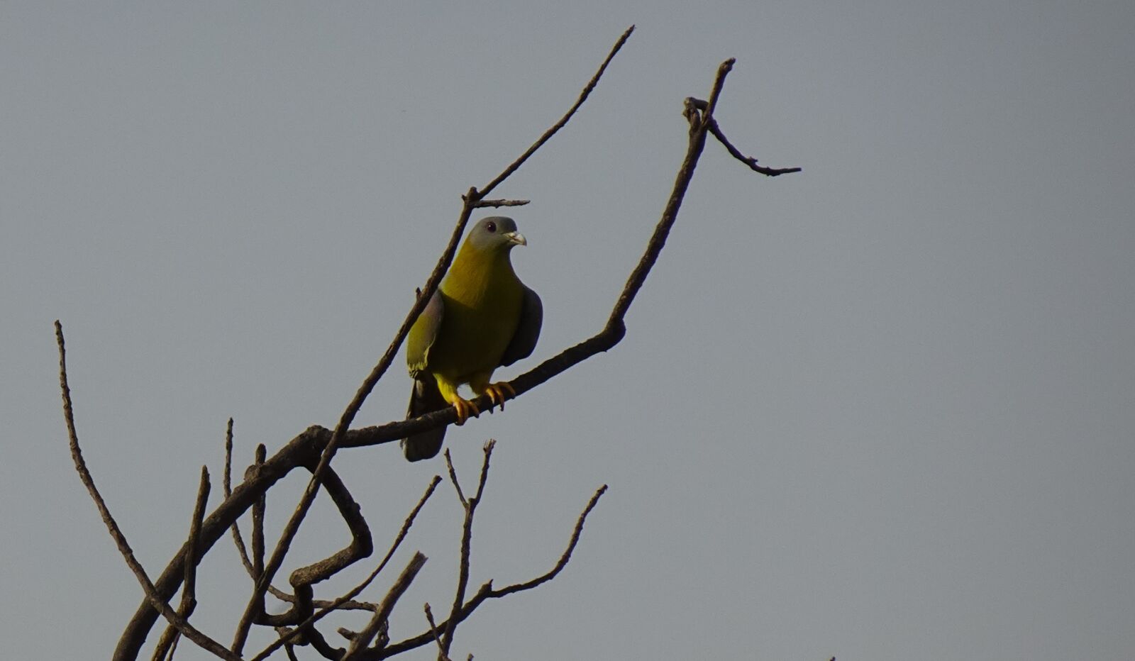 Sony DSC-WX800 sample photo. Bird, pigeon, yfgp photography