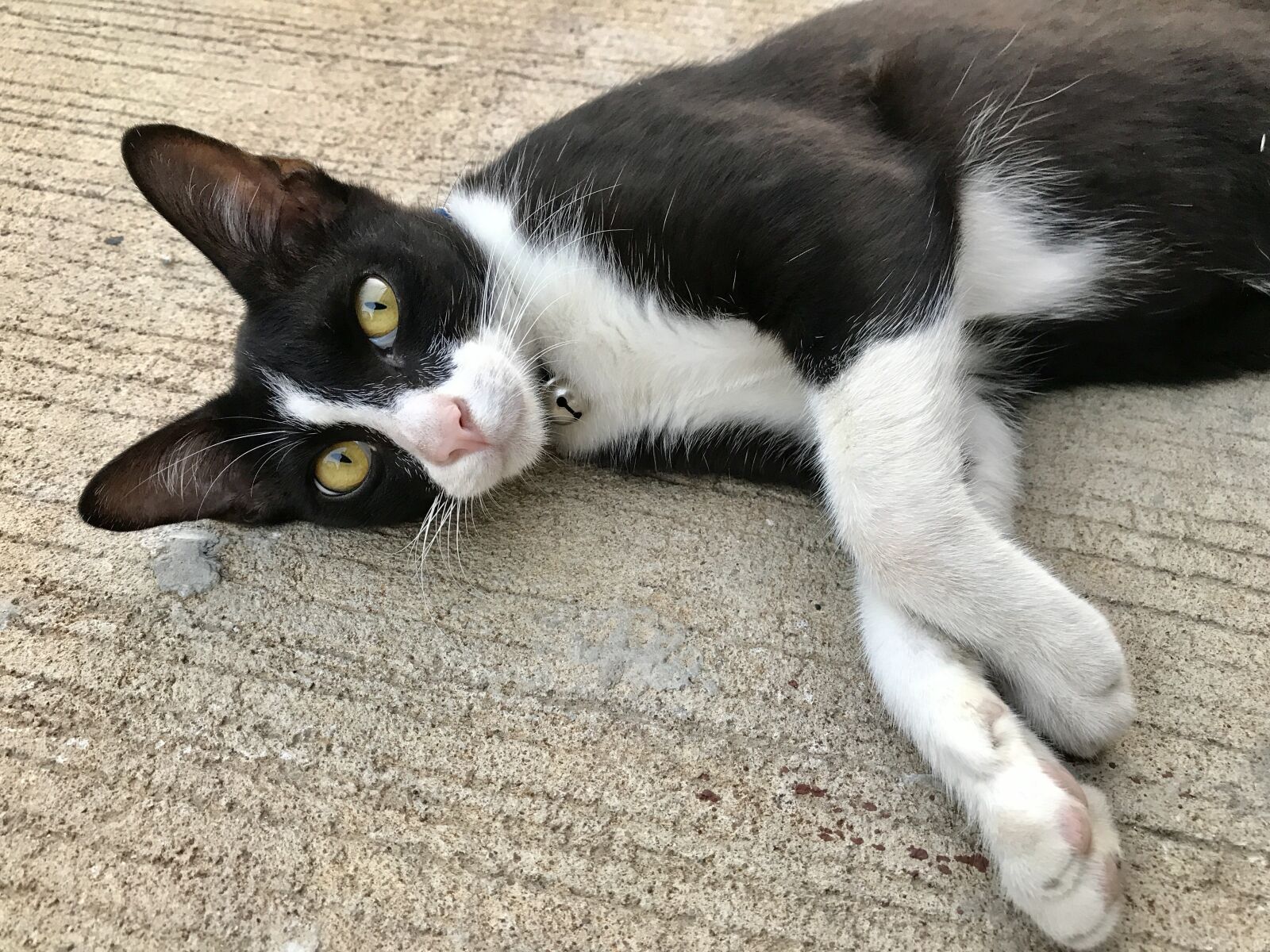 Apple iPhone 7 sample photo. Cat, pets, animals photography