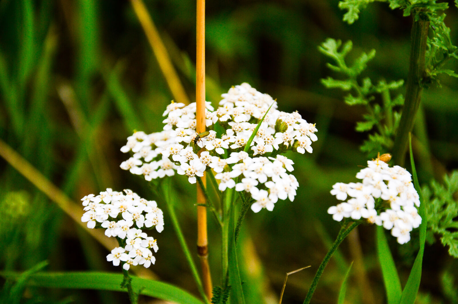 Nikon D3200 sample photo