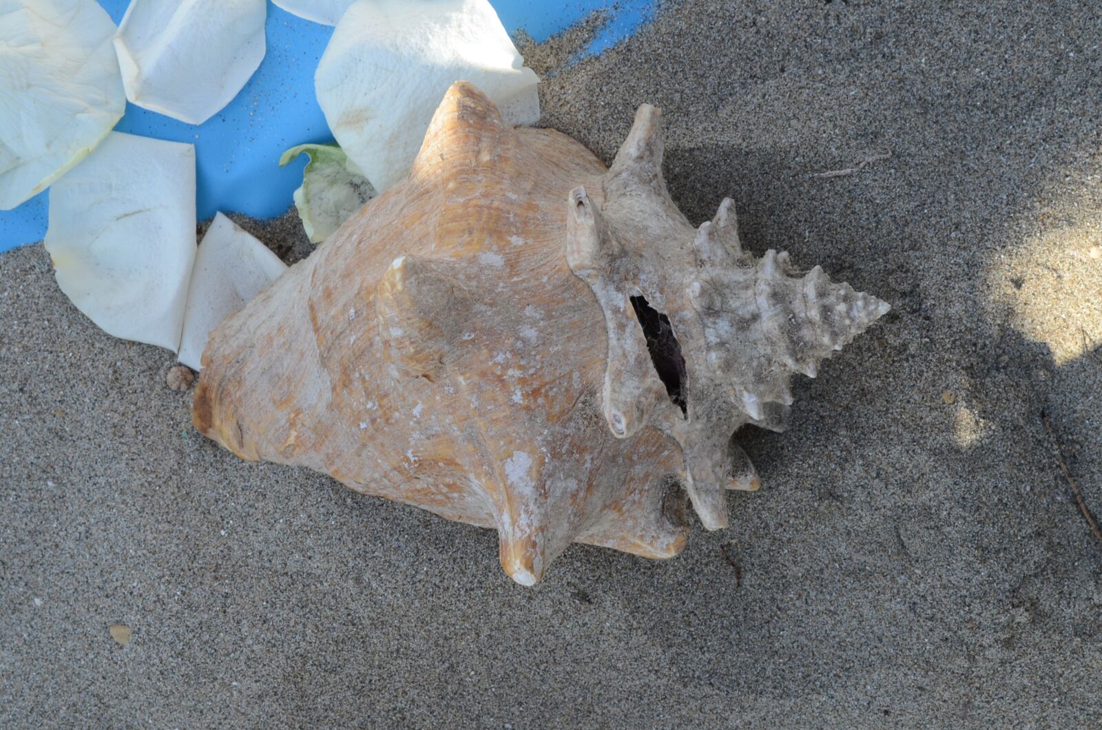 Nikon D5100 sample photo. Snail, beach, sand photography