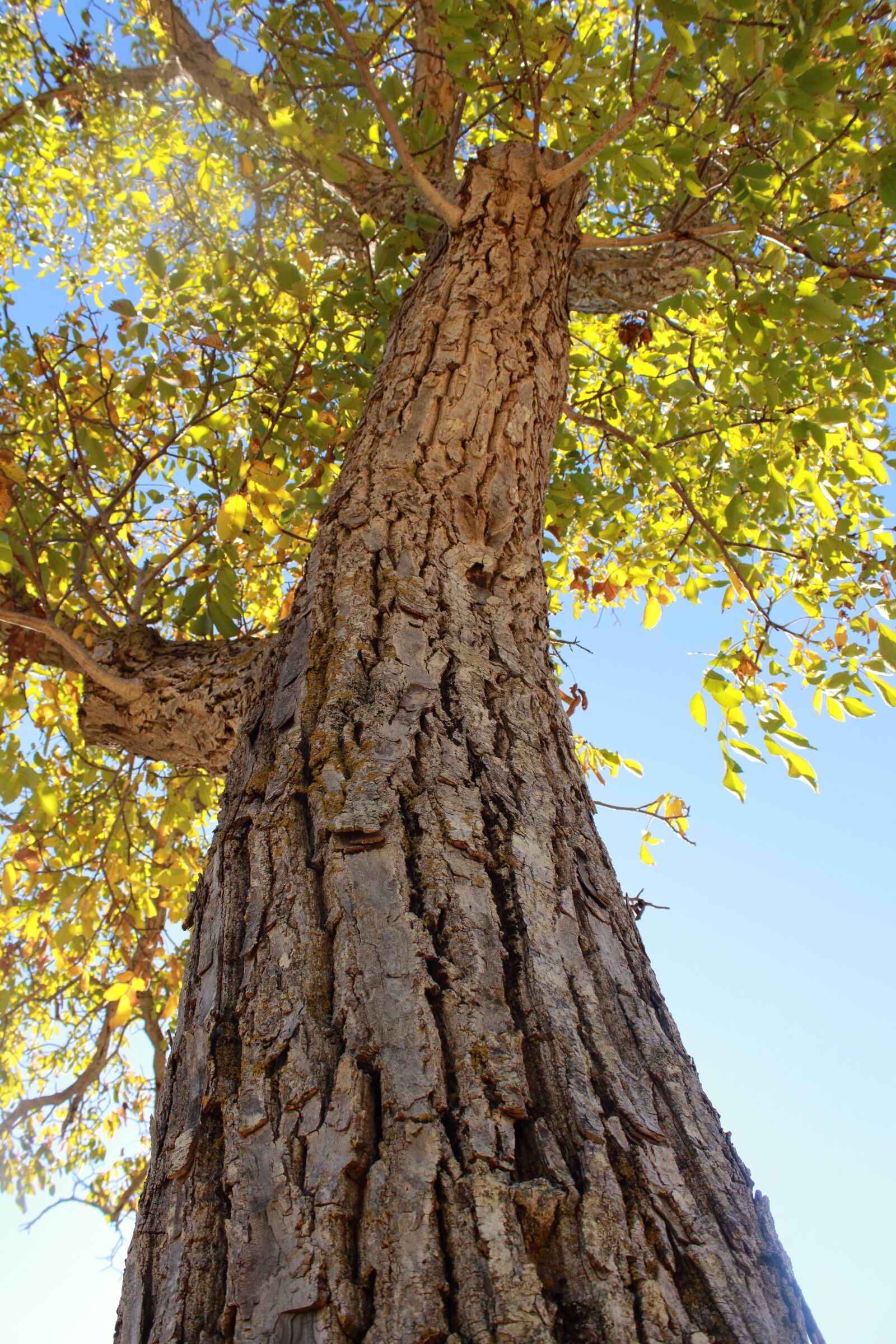 Canon EOS 1300D (EOS Rebel T6 / EOS Kiss X80) sample photo. Tree, wood, nature photography