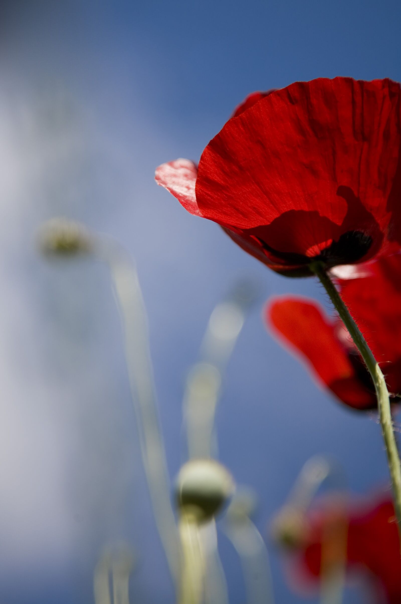 Canon EOS 5D sample photo. Papaver rhoeas, flower, nature photography